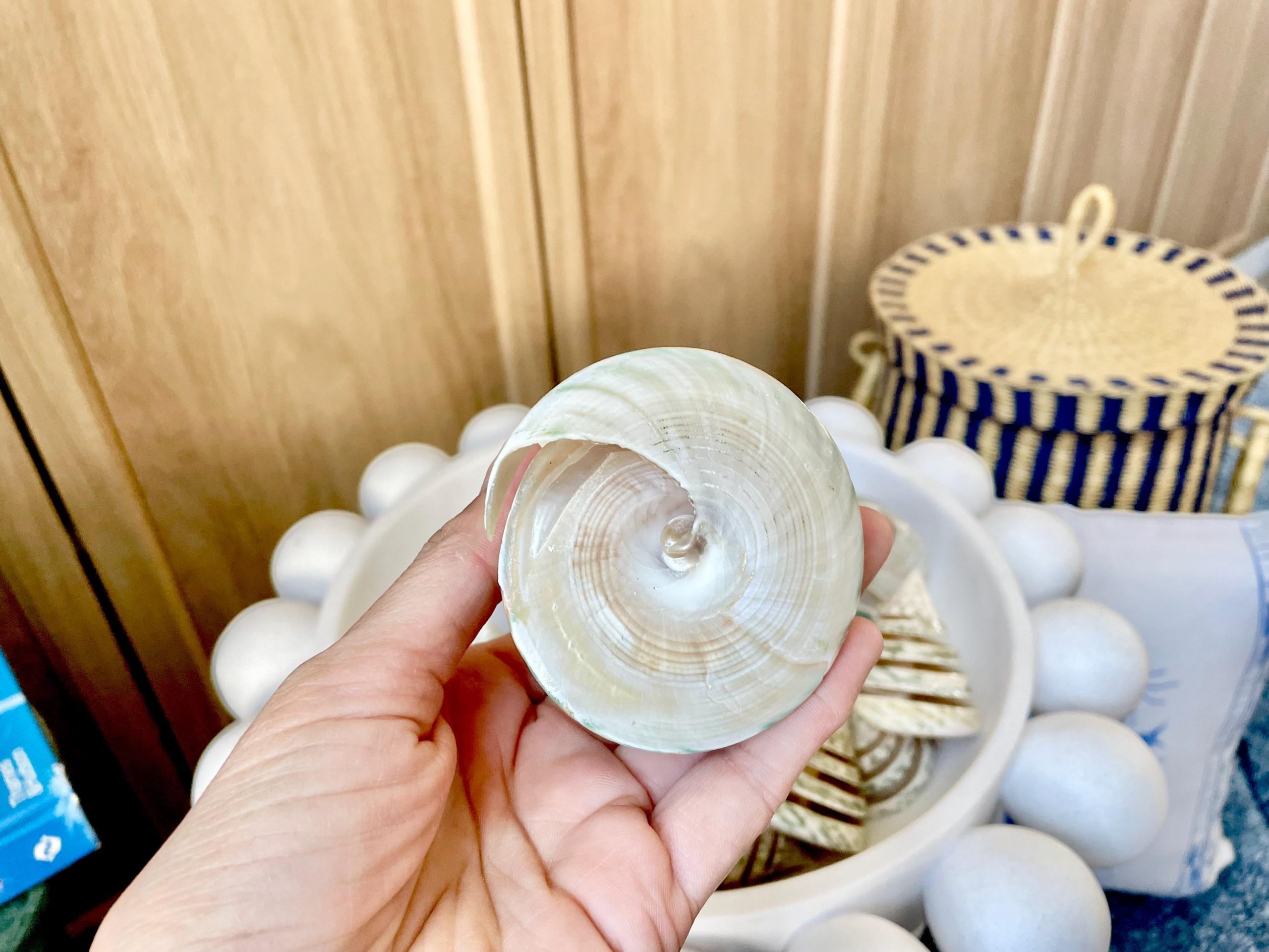 Green Spiral Cut Trochus Seashell: You Choose Size, Natural Shells Décor - Image 7