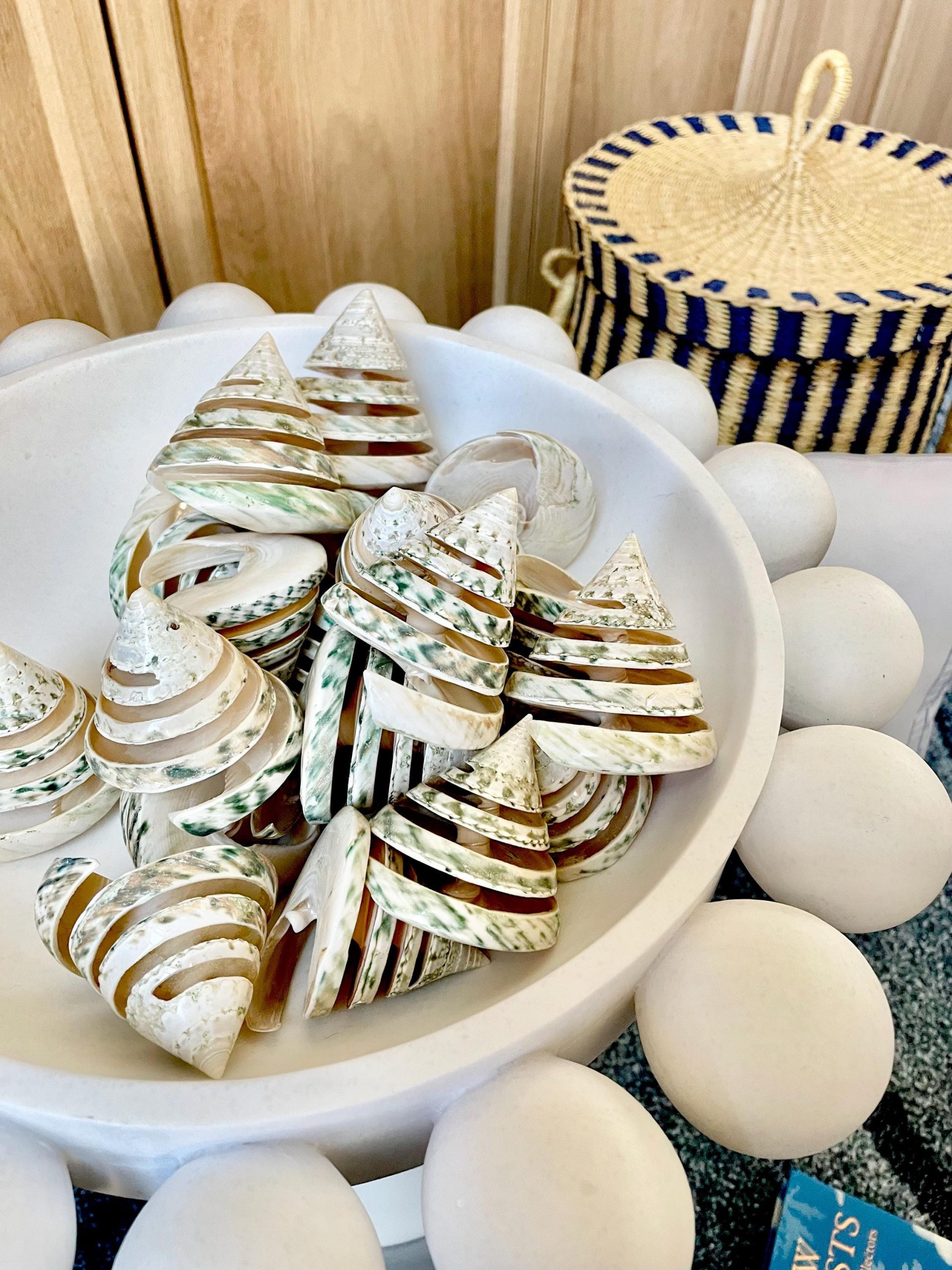 Green Spiral Cut Trochus Seashell: You Choose Size, Natural Shells Décor - Image 11