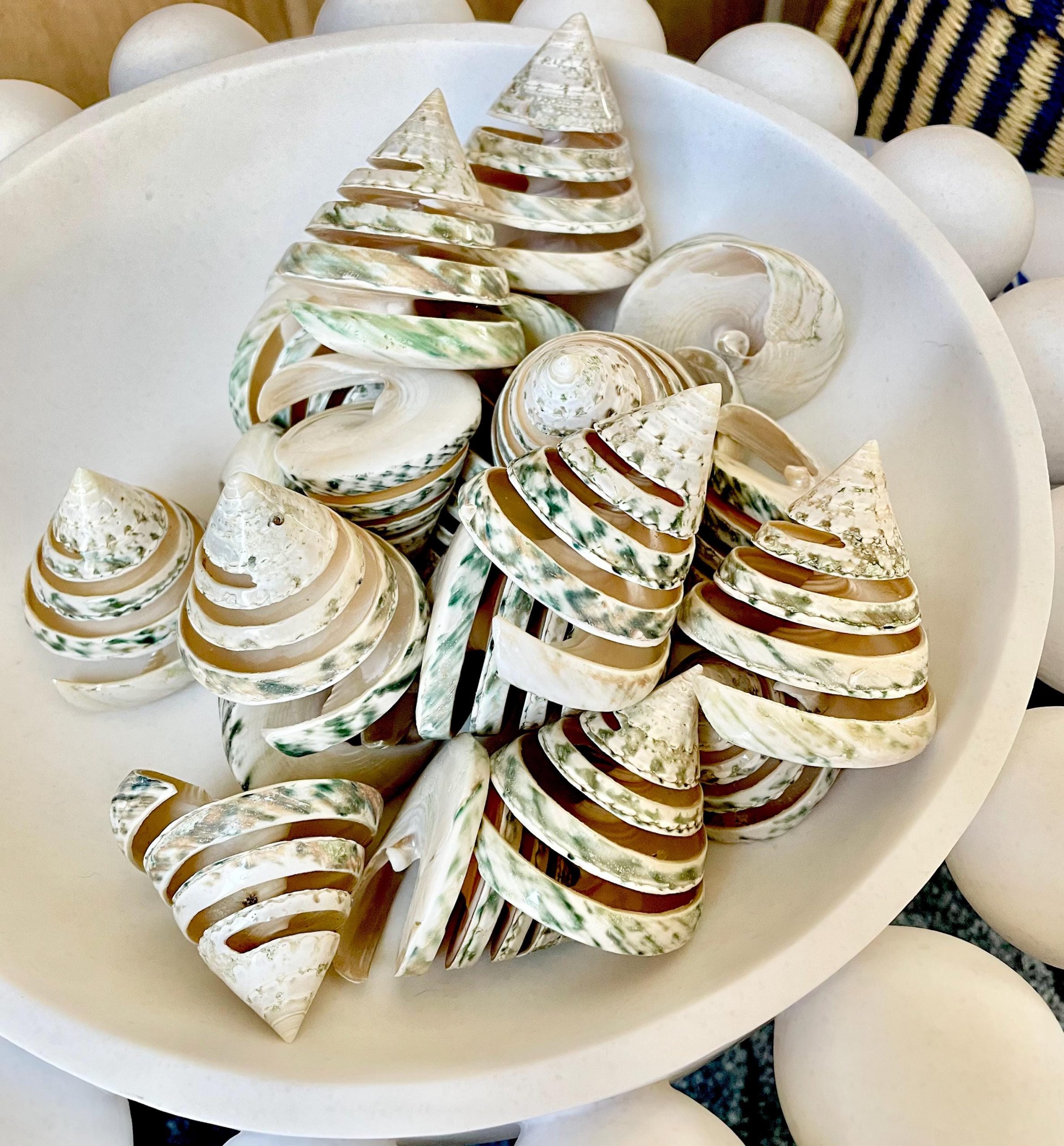 Green Spiral Cut Trochus Seashell: You Choose Size, Natural Shells Décor - Image 12