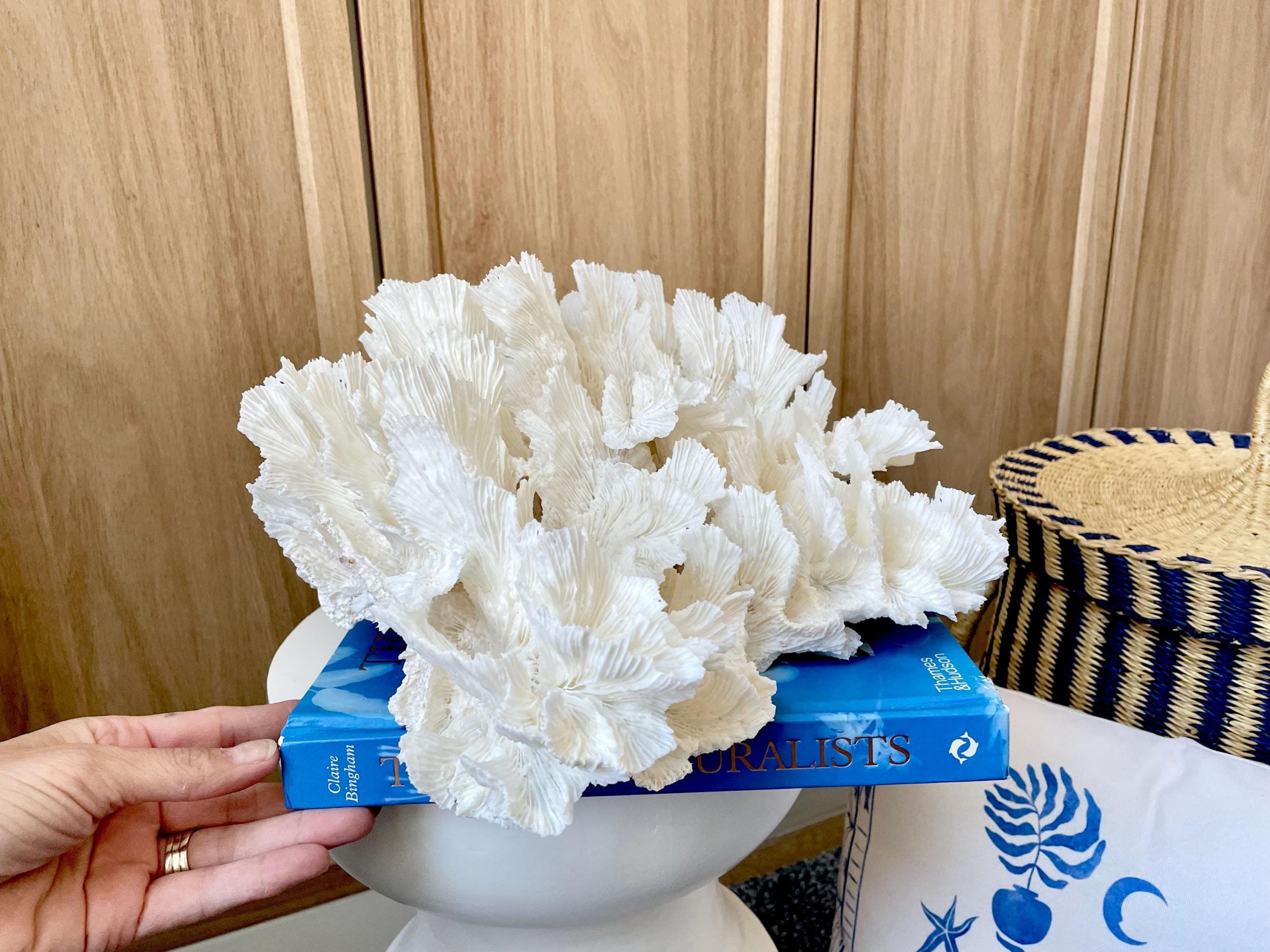 Natural Lettuce Coral Fossil: 15" x 13" x 6.5" Coastal Beach House White Décor - Image 4