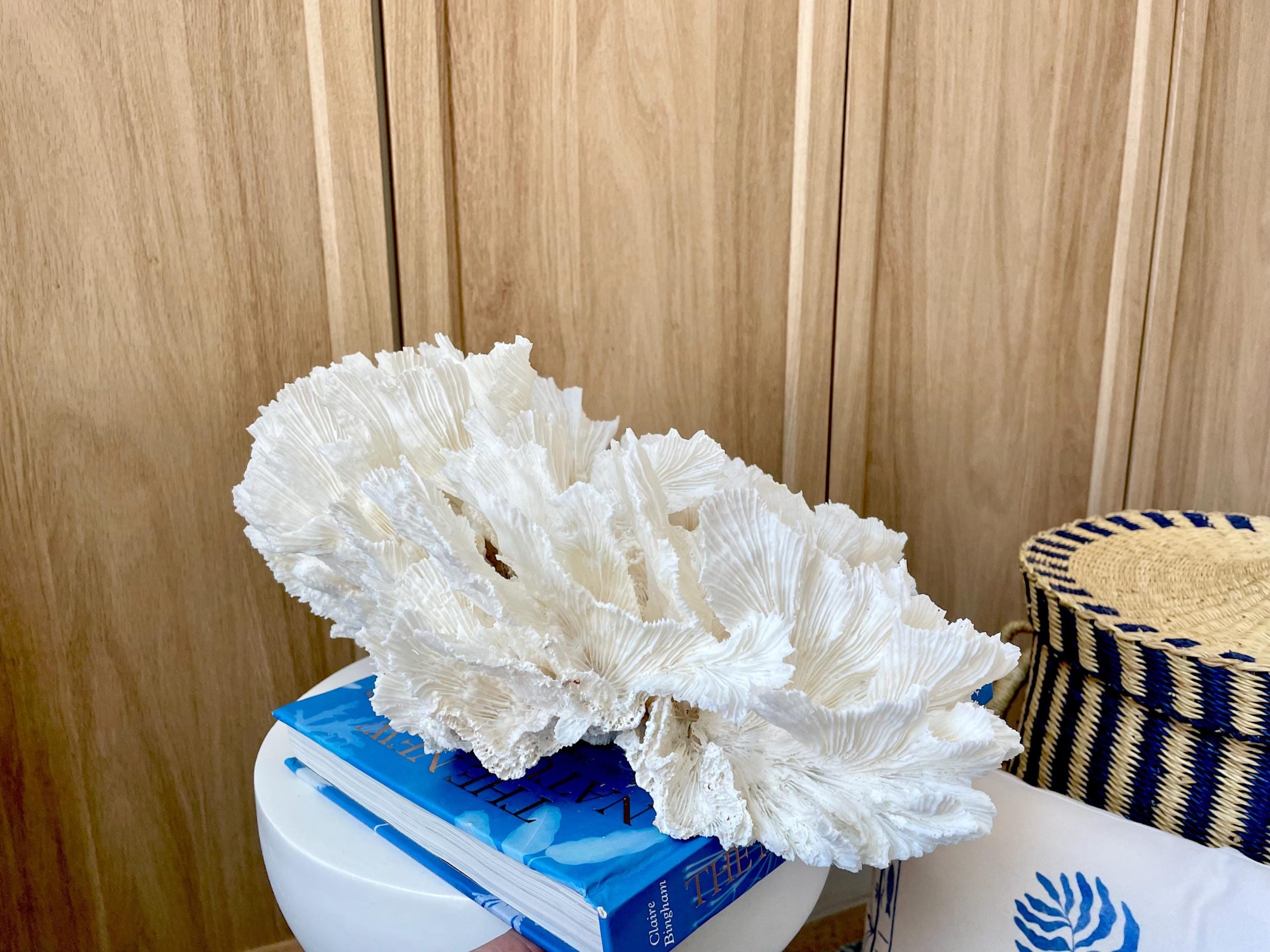 Natural Lettuce Coral Fossil: 15" x 13" x 6.5" Coastal Beach House White Décor - Image 5