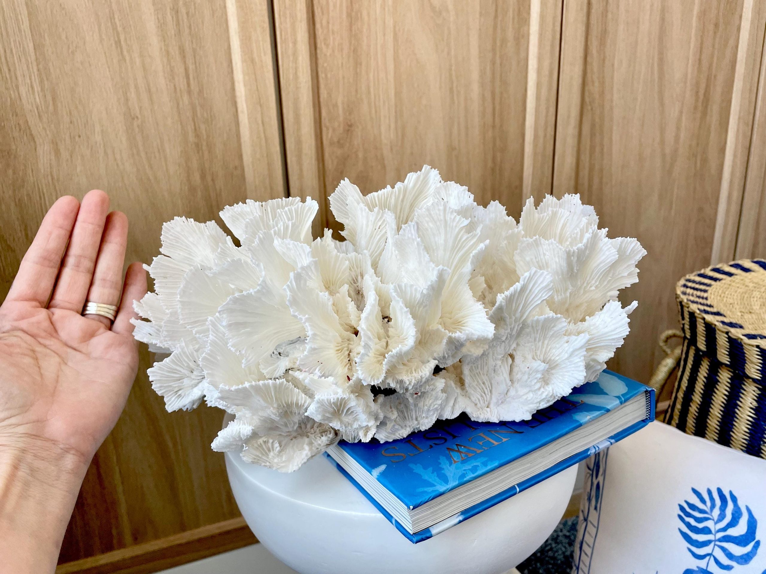 Natural Lettuce Coral Fossil: 15" x 13" x 6.5" Coastal Beach House White Décor - Image 6
