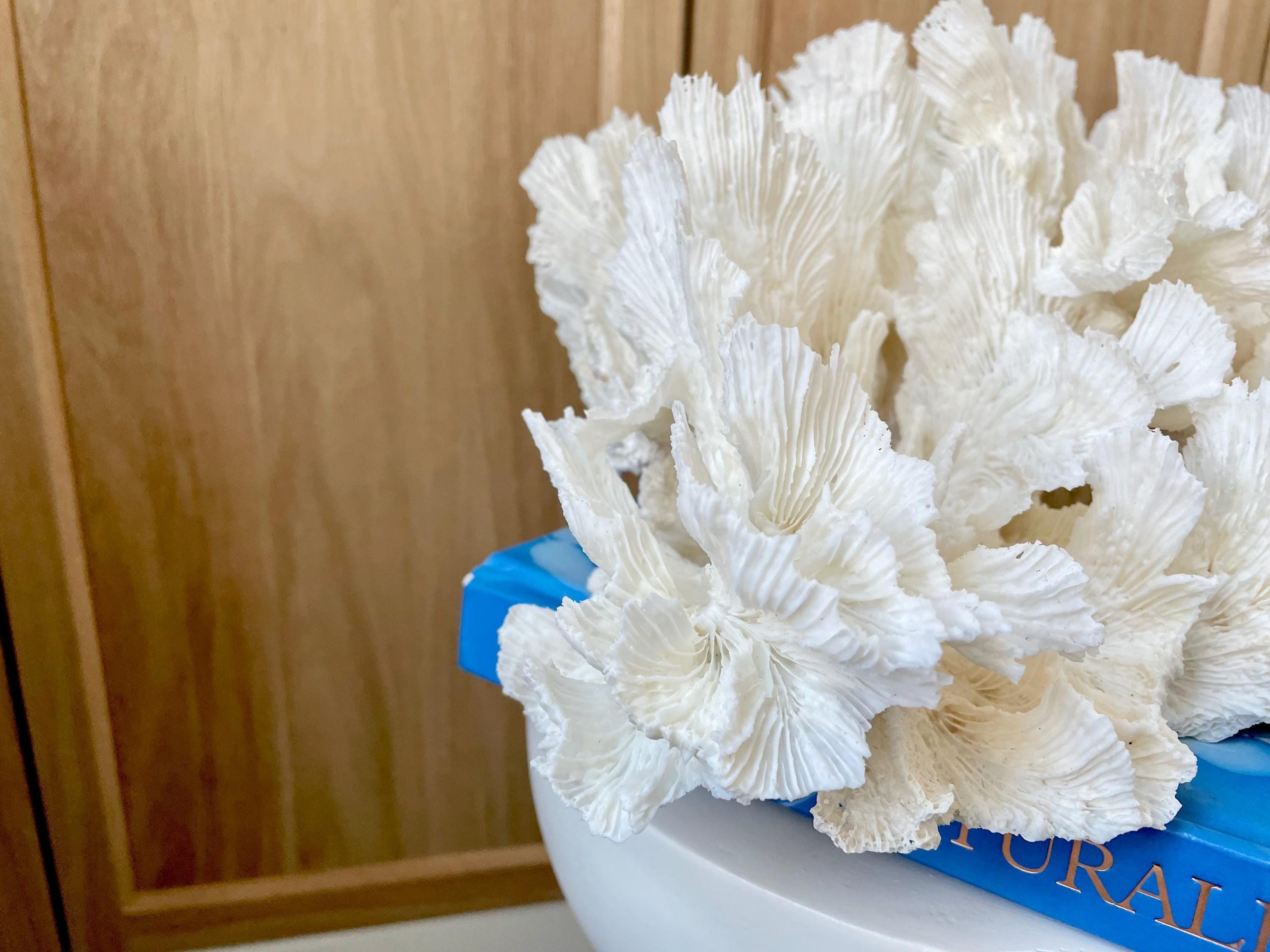 Natural Lettuce Coral Fossil: 15" x 13" x 6.5" Coastal Beach House White Décor - Image 9