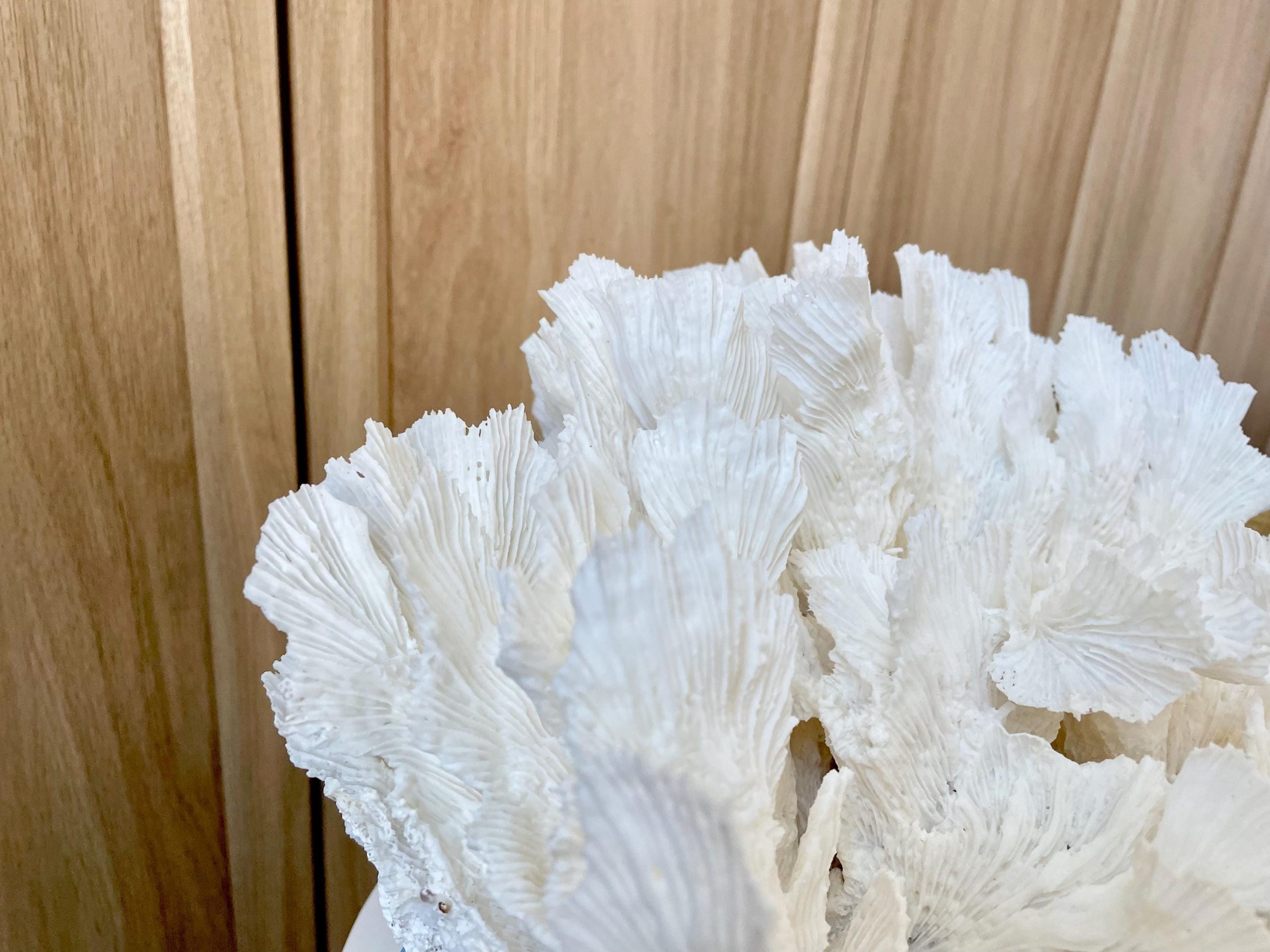 Natural Lettuce Coral Fossil: 15" x 13" x 6.5" Coastal Beach House White Décor - Image 10