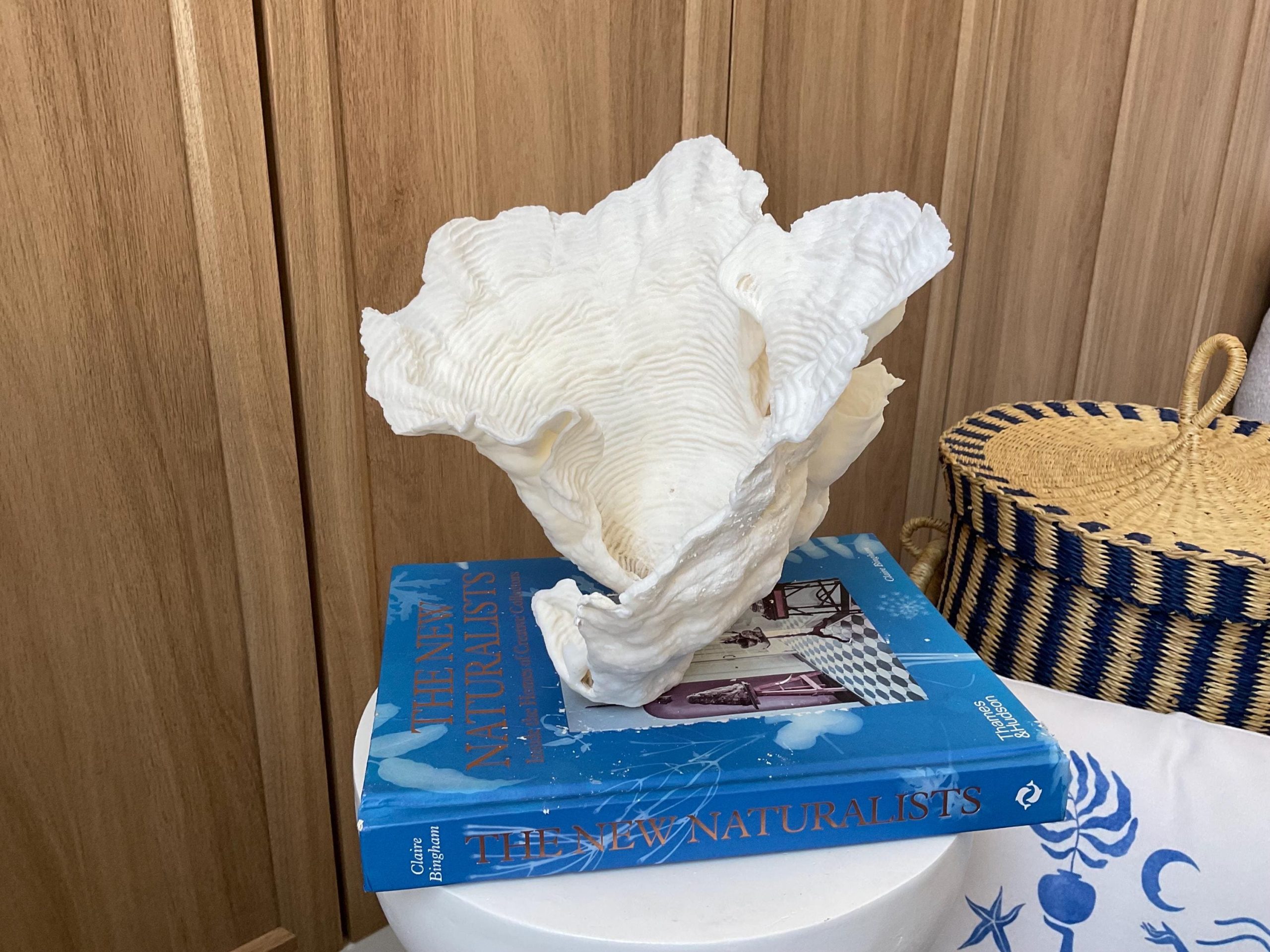 Cup Rugosa Coral Fossil Specimen: 9” x 8.5” x 8.5” Coastal Beach House Décor - Image 8