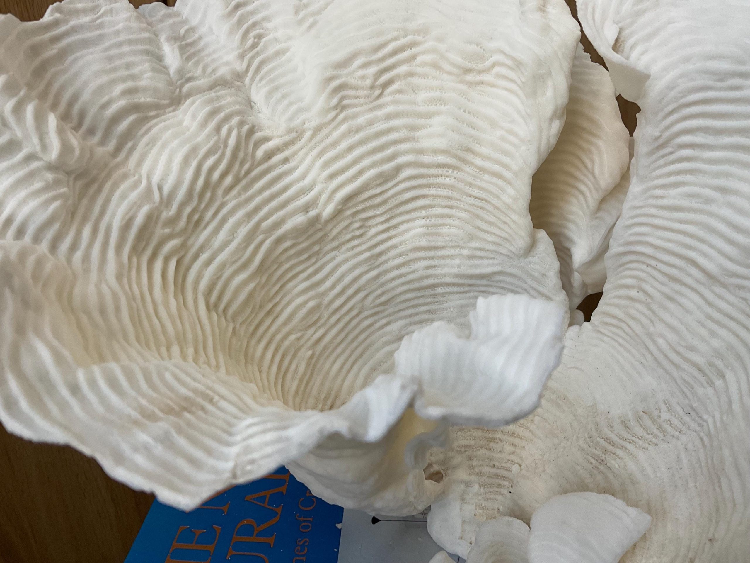 Cup Rugosa Coral Fossil Specimen: 9” x 8.5” x 8.5” Coastal Beach House Décor - Image 10