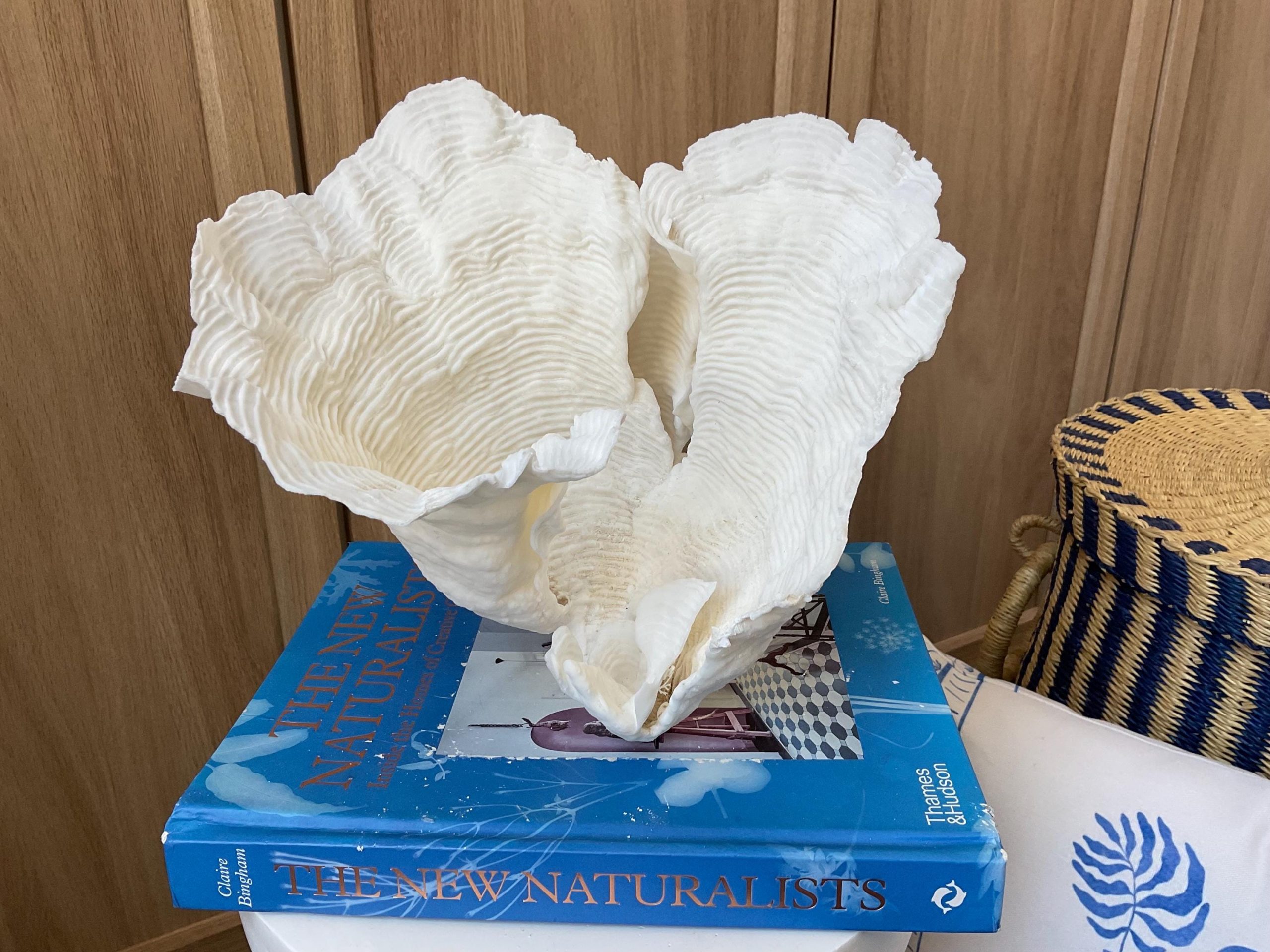 Cup Rugosa Coral Fossil Specimen: 9” x 8.5” x 8.5” Coastal Beach House Décor - Image 4