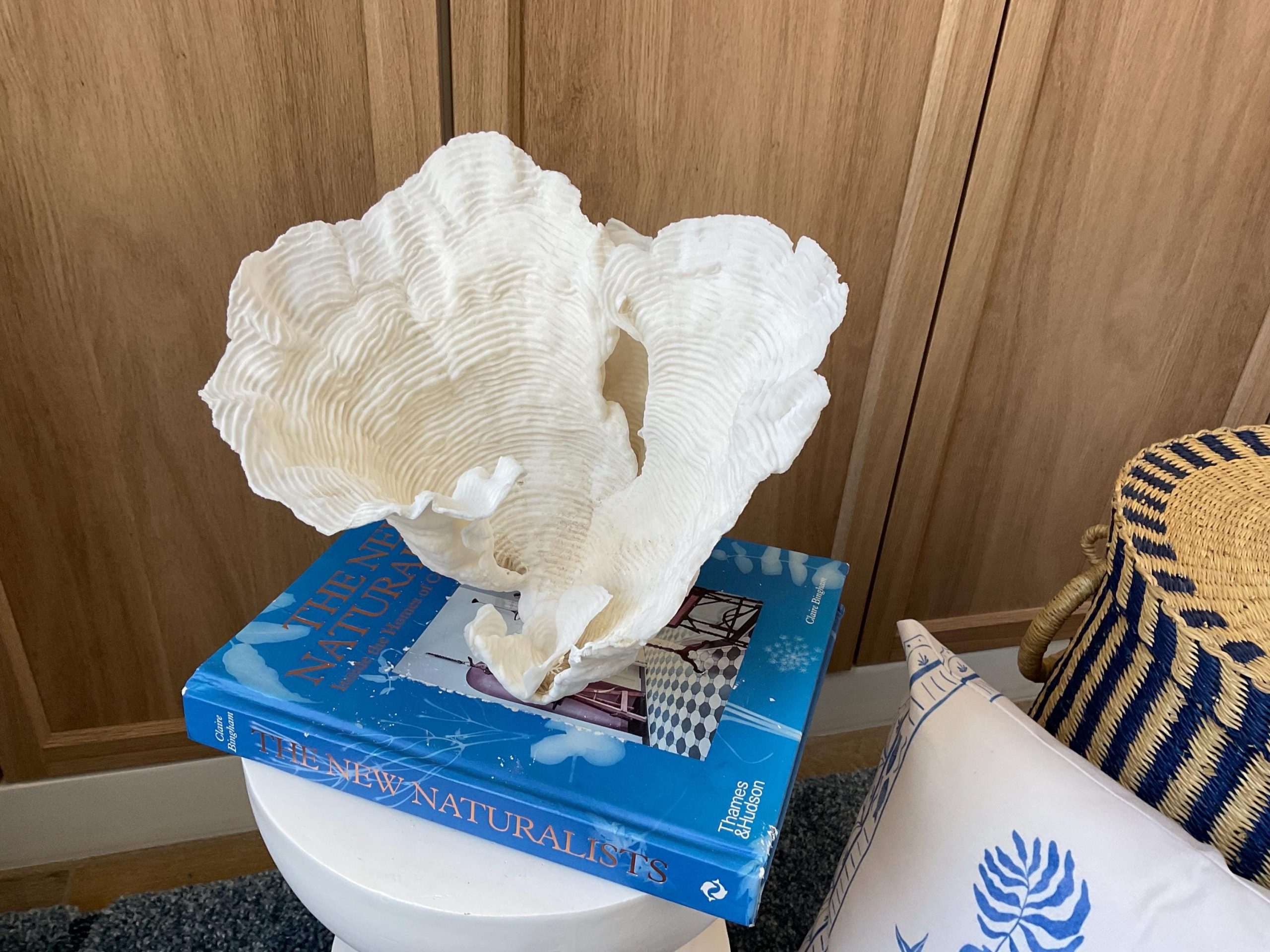 Cup Rugosa Coral Fossil Specimen: 9” x 8.5” x 8.5” Coastal Beach House Décor - Image 7