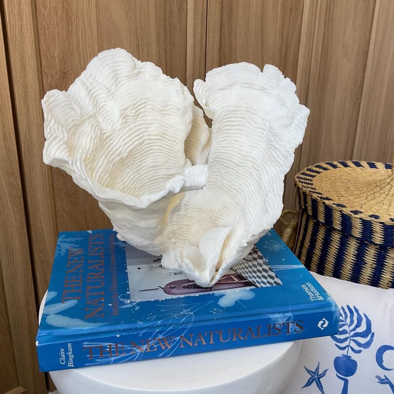 Cup Rugosa Coral Fossil Specimen: 9” x 8.5” x 8.5” Coastal Beach House Décor