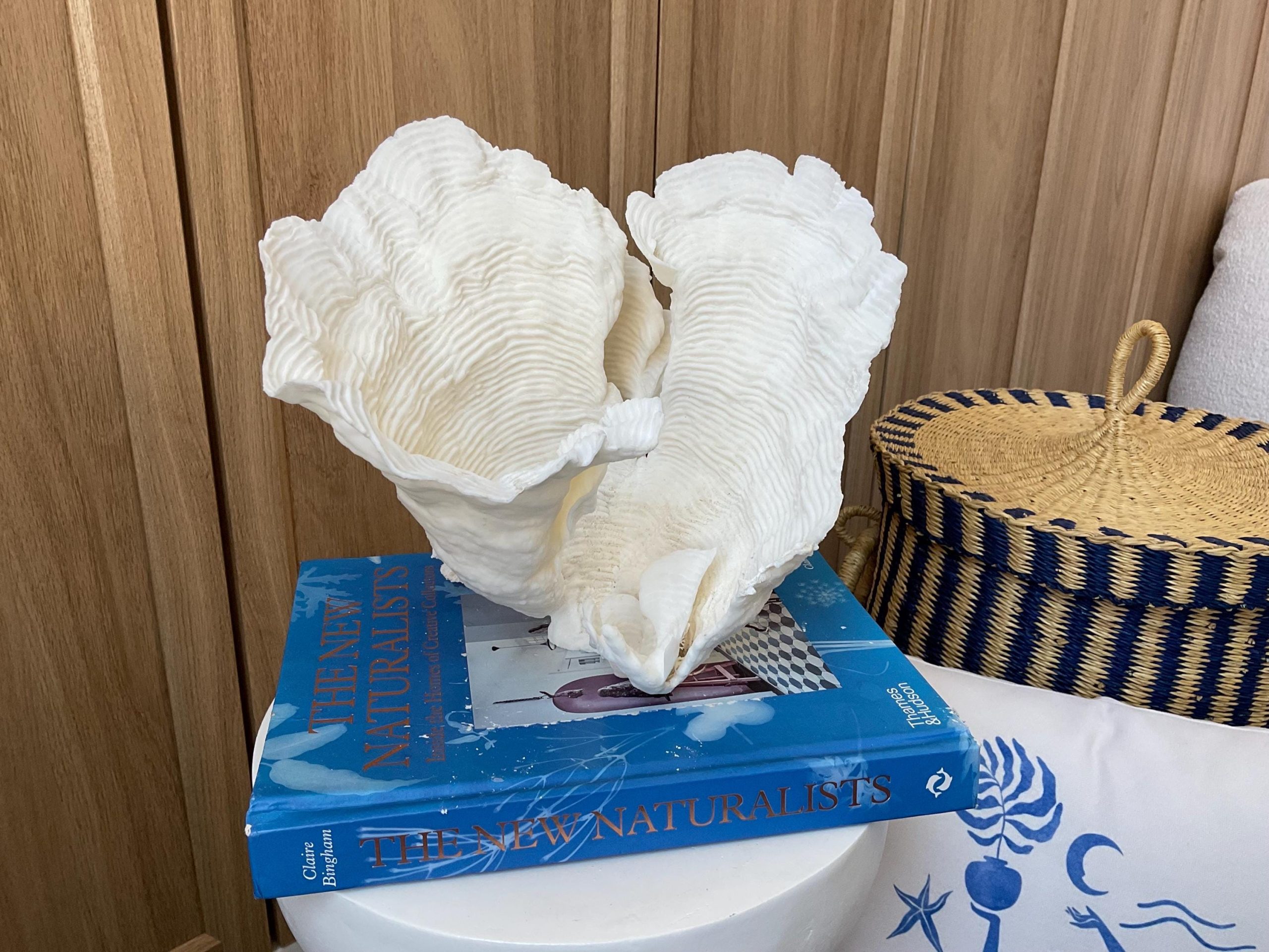 Cup Rugosa Coral Fossil Specimen: 9” x 8.5” x 8.5” Coastal Beach House Décor