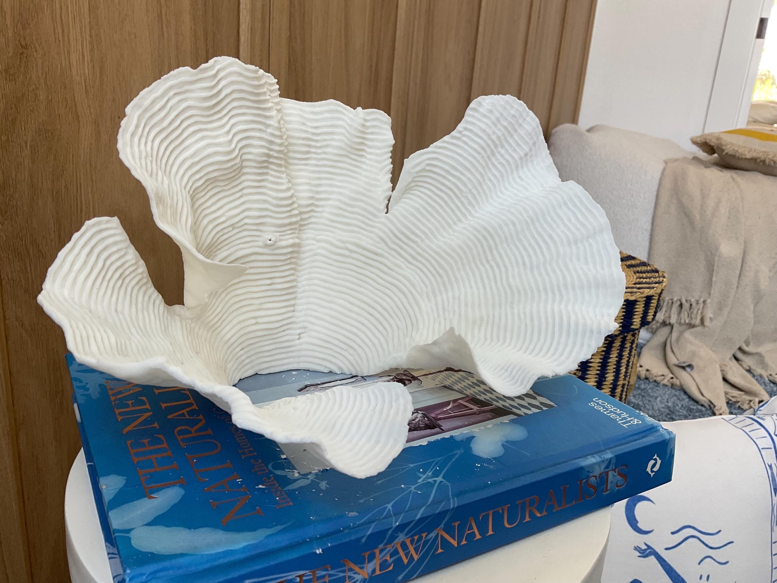 Cup Rugosa Coral Fossil Specimen: 11” x 6” x 7” Coastal Beach House Décor - Image 2