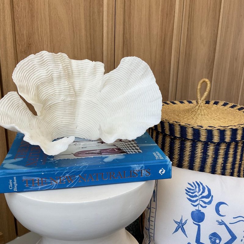 Cup Rugosa Coral Fossil Specimen: 11” x 6” x 7” Coastal Beach House Décor