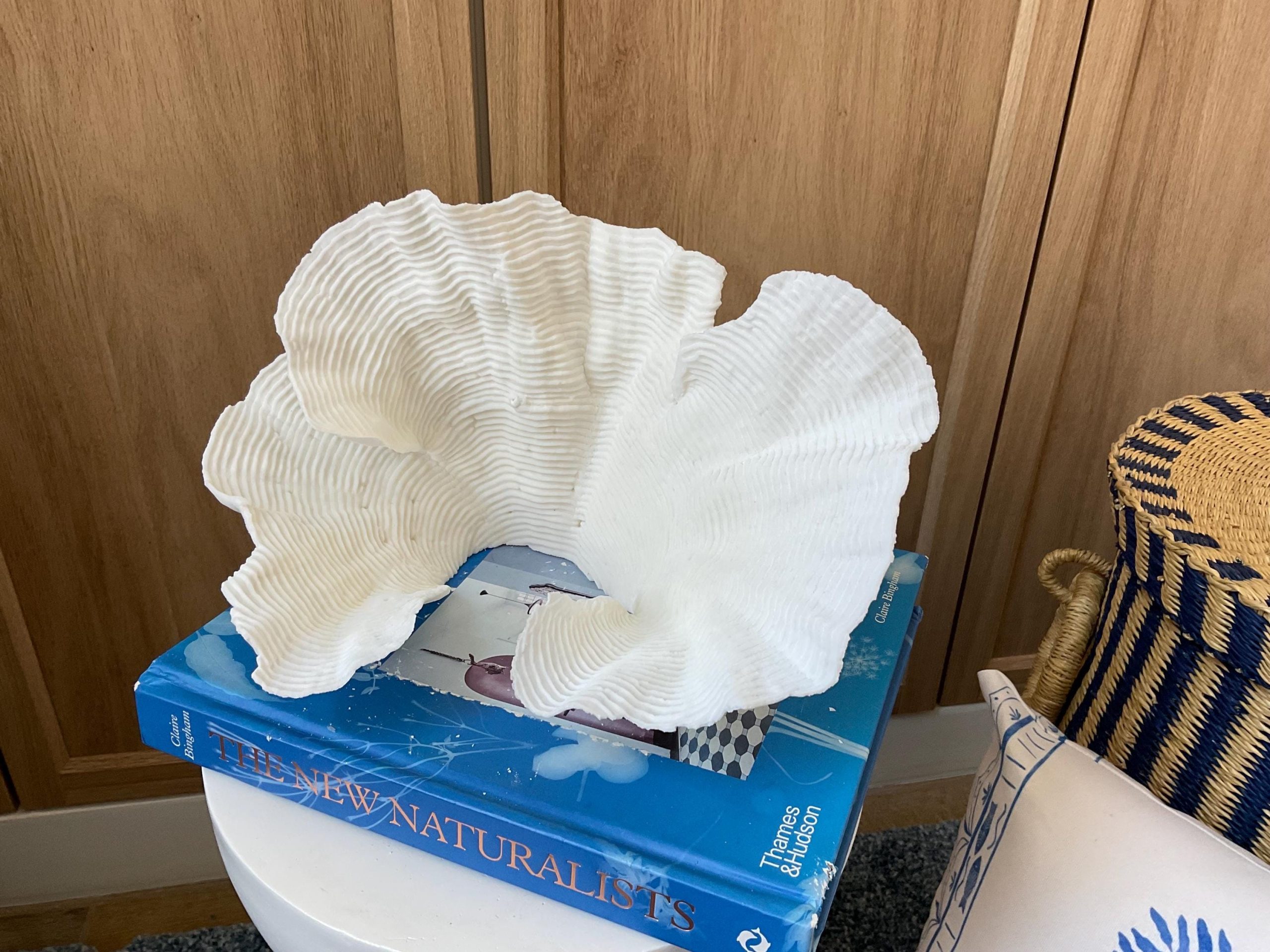 Cup Rugosa Coral Fossil Specimen: 11” x 6” x 7” Coastal Beach House Décor - Image 7