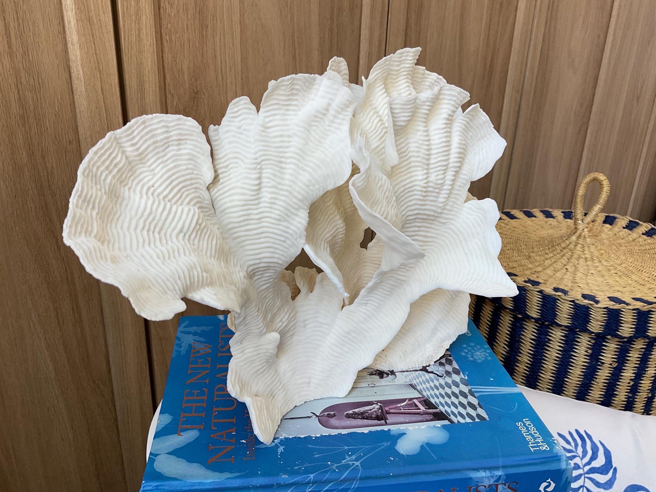 Cup Rugosa Coral Fossil Specimen: 12.5” x 9” x 6” Coastal Beach House Décor - Image 5