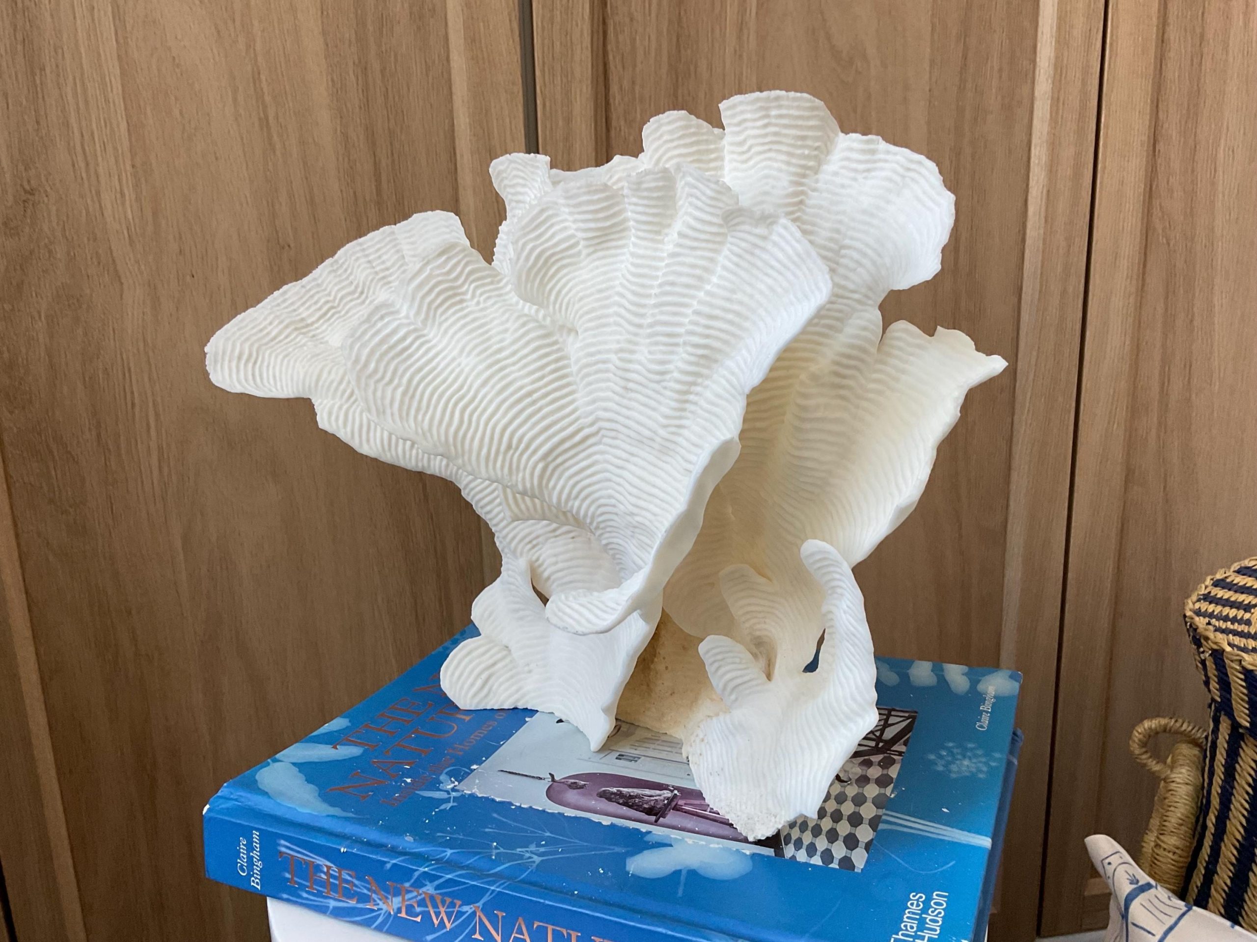 Cup Rugosa Coral Fossil Specimen: 12.5” x 9” x 6” Coastal Beach House Décor - Image 7