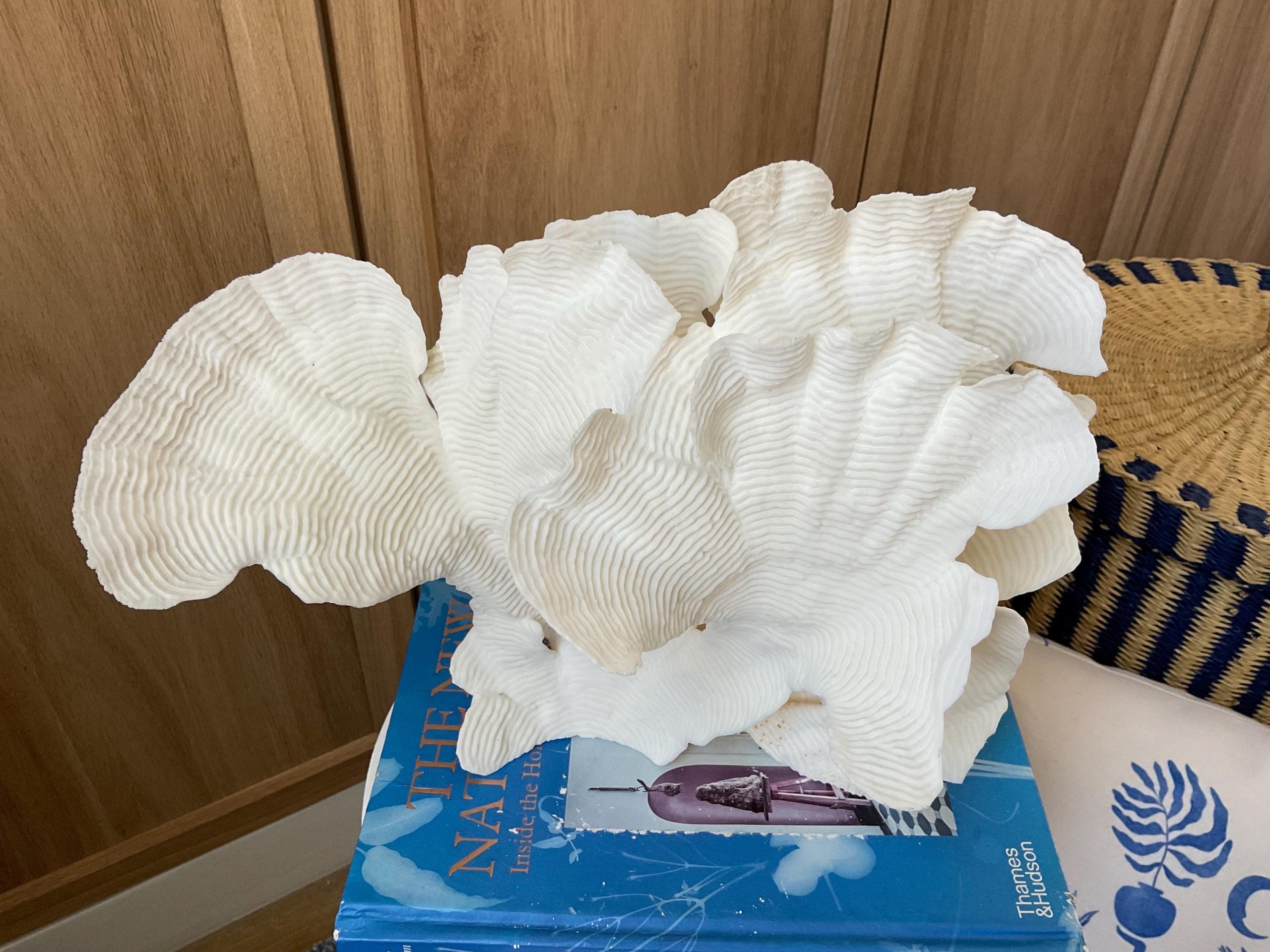 Cup Rugosa Coral Fossil Specimen: 12.5” x 9” x 6” Coastal Beach House Décor - Image 6