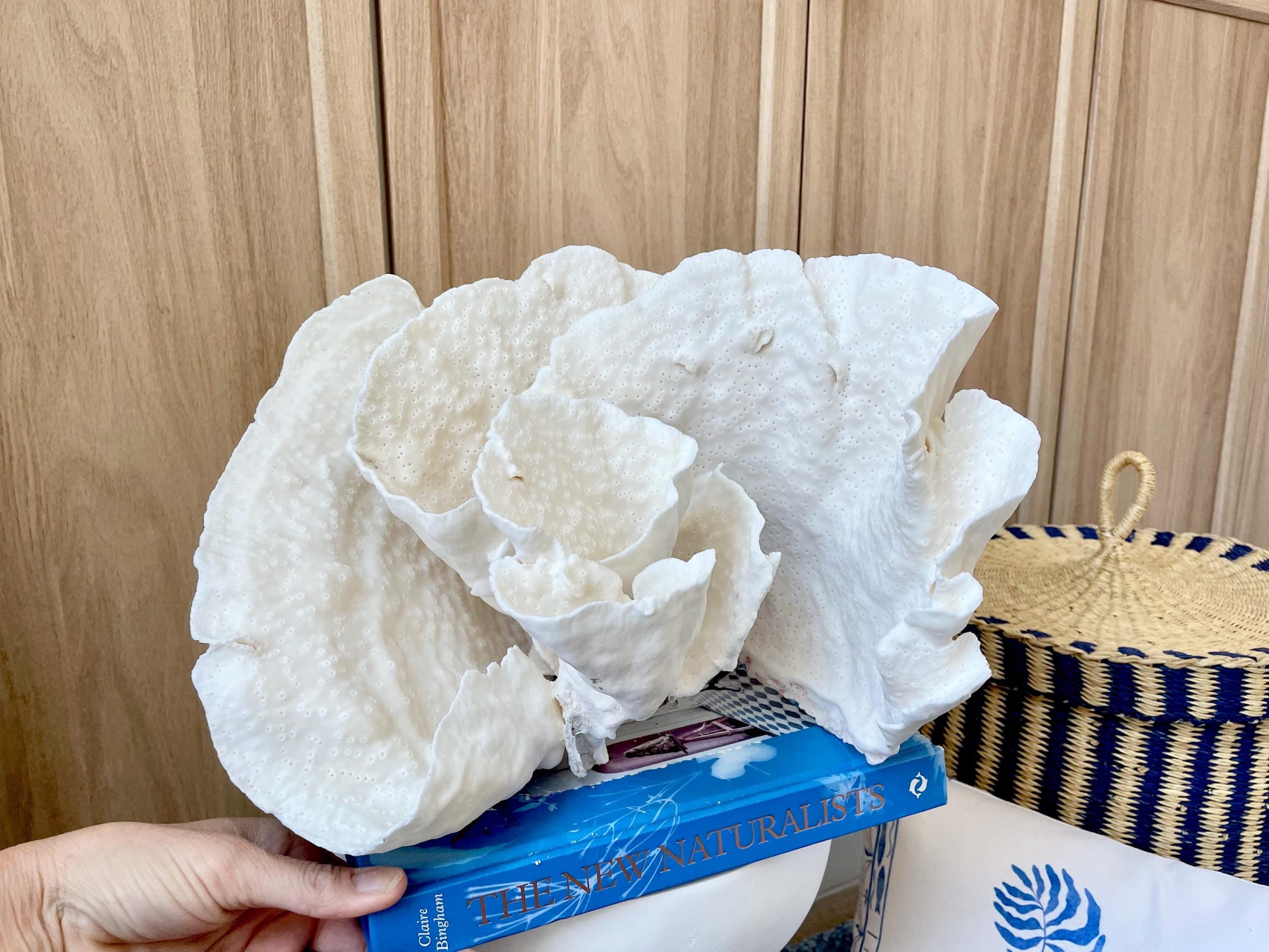 Natural Spiral Cup Coral Fossil: 13.25" x 11" x 8.75" Coastal Beach House White Décor - Image 2