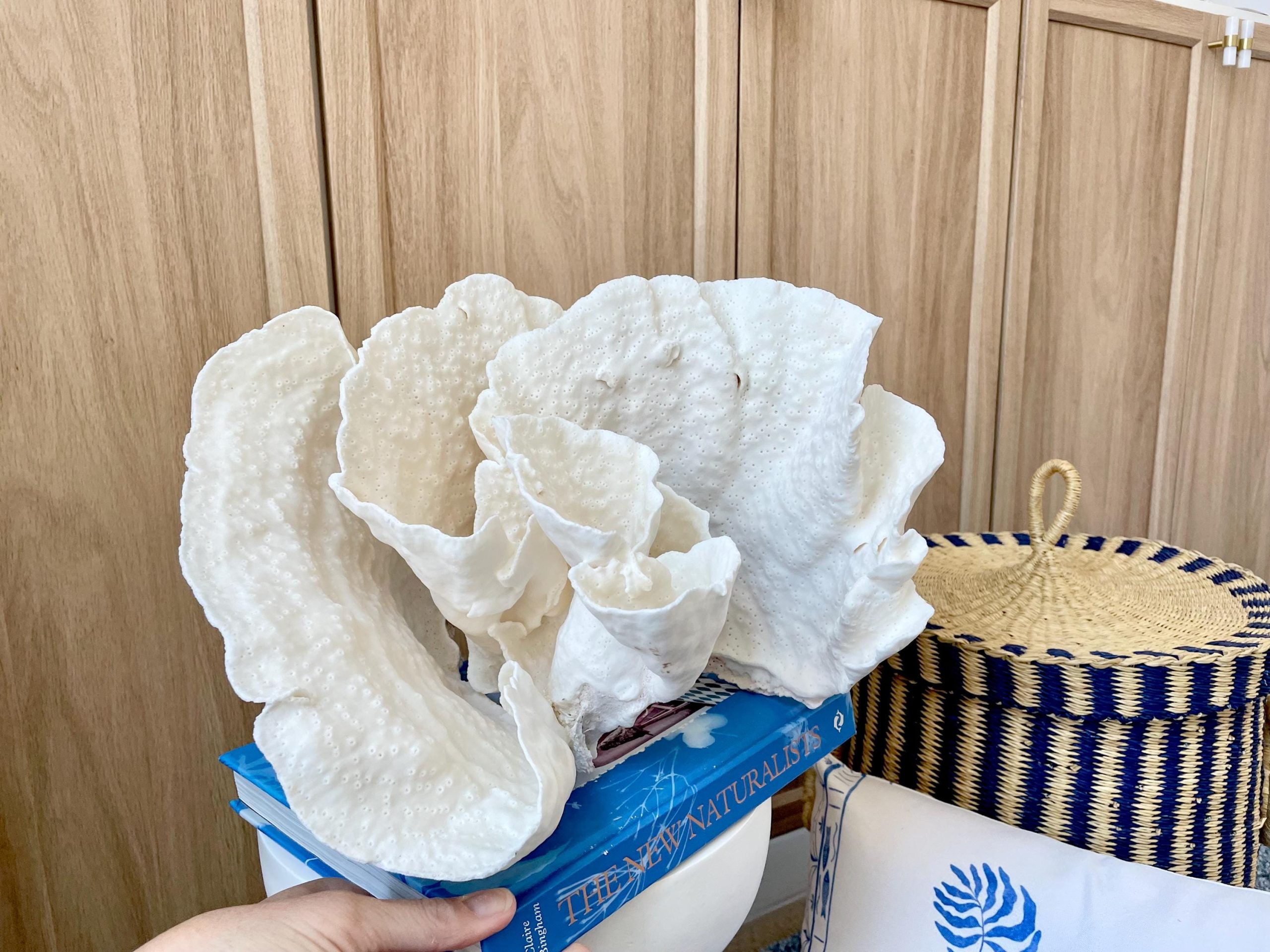 Natural Spiral Cup Coral Fossil: 13.25" x 11" x 8.75" Coastal Beach House White Décor - Image 3