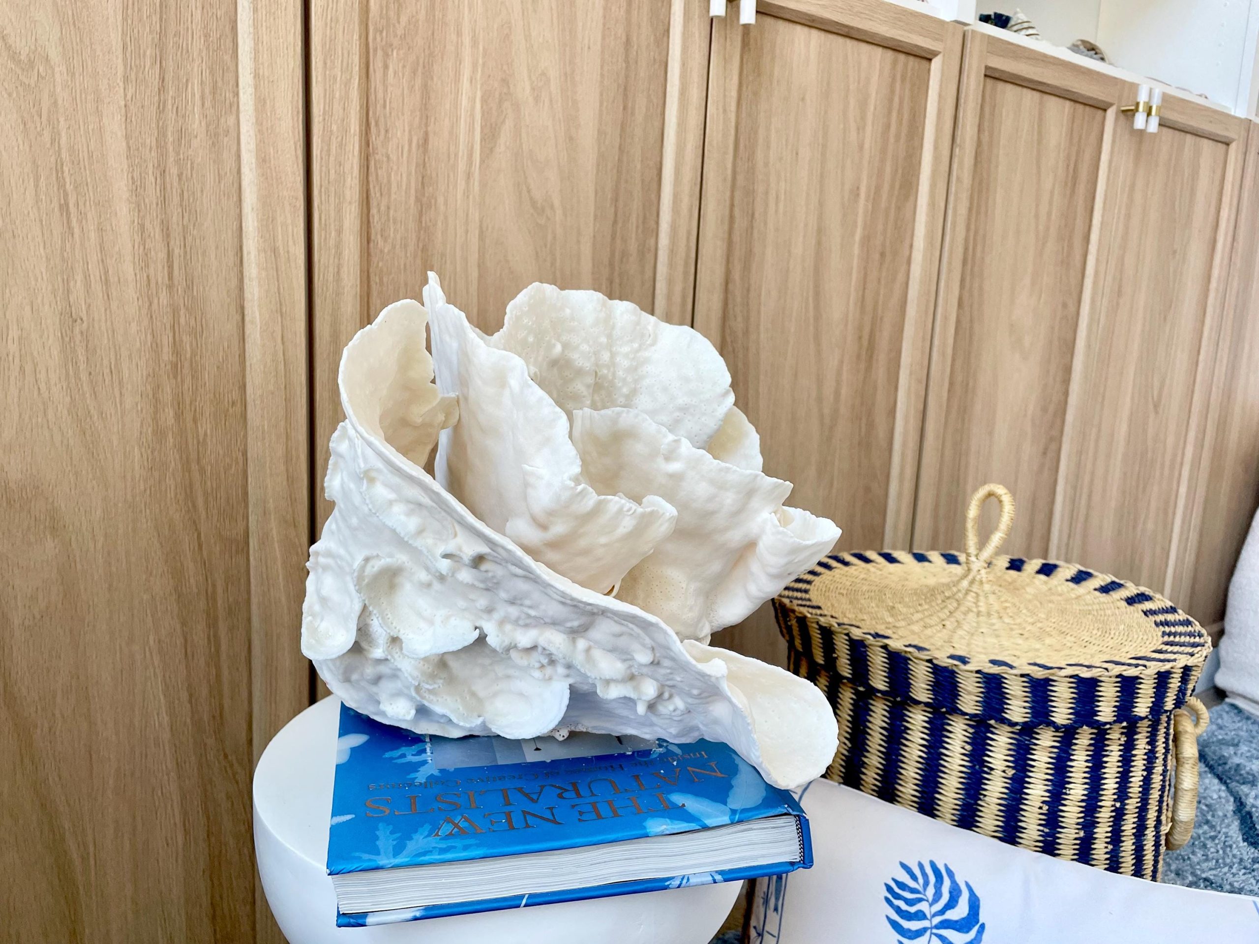 Natural Spiral Cup Coral Fossil: 13.25" x 11" x 8.75" Coastal Beach House White Décor - Image 5