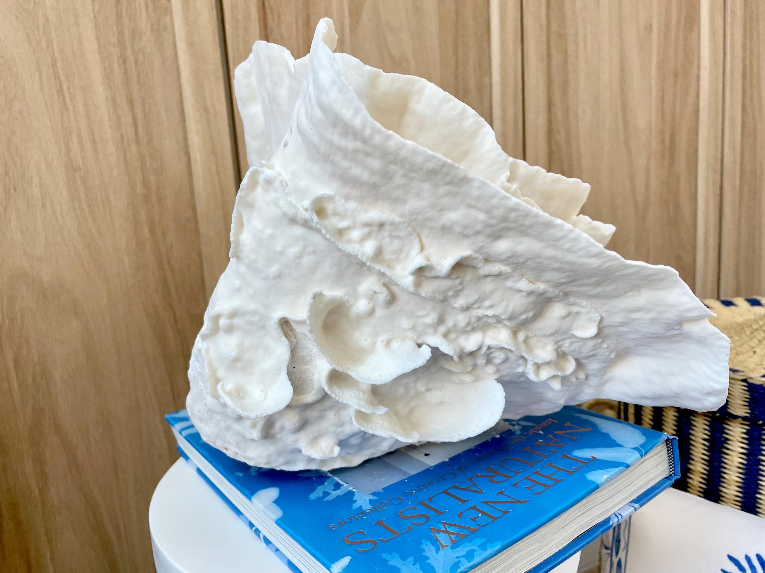 Natural Spiral Cup Coral Fossil: 13.25" x 11" x 8.75" Coastal Beach House White Décor - Image 6