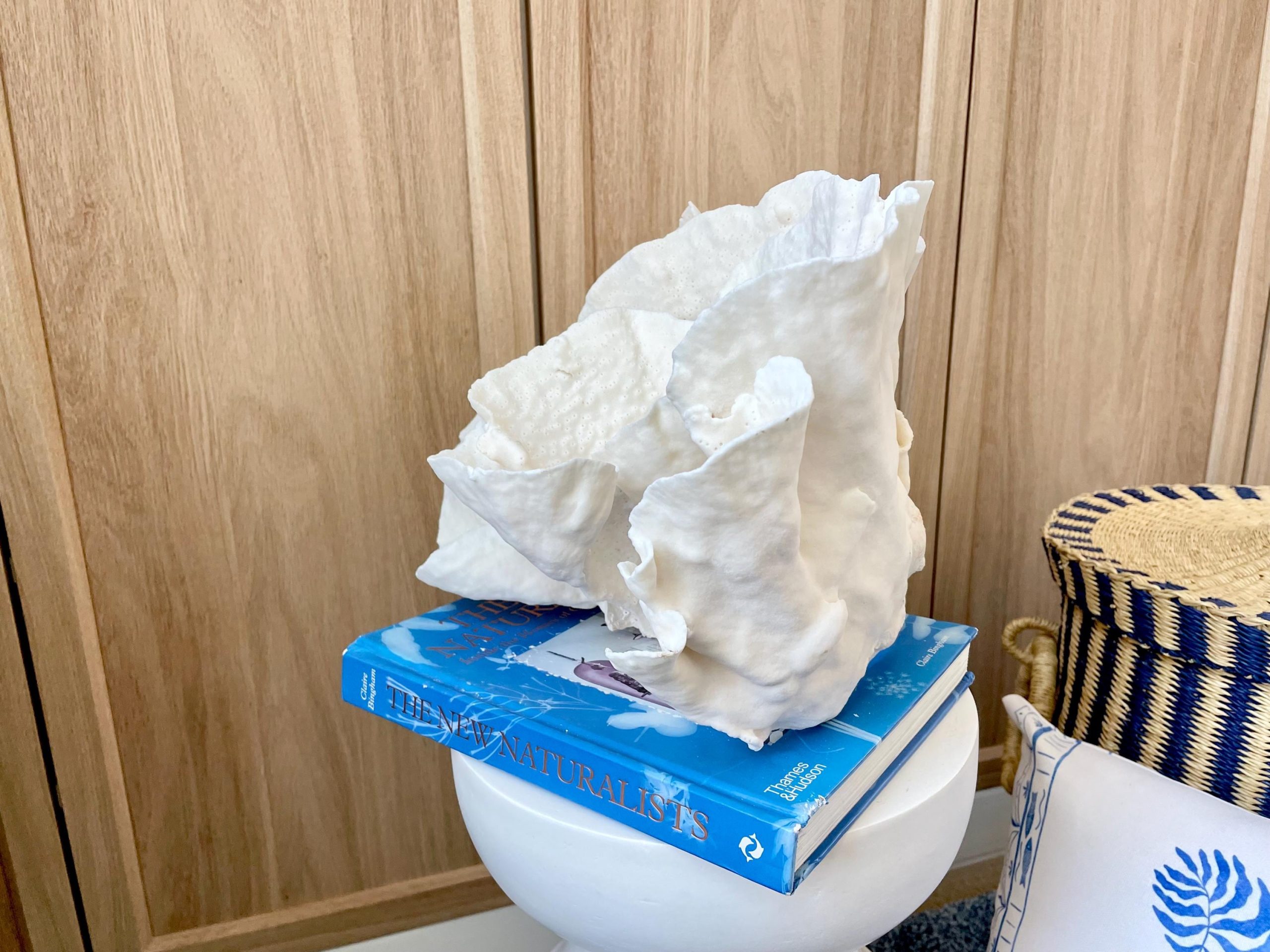 Natural Spiral Cup Coral Fossil: 13.25" x 11" x 8.75" Coastal Beach House White Décor - Image 8