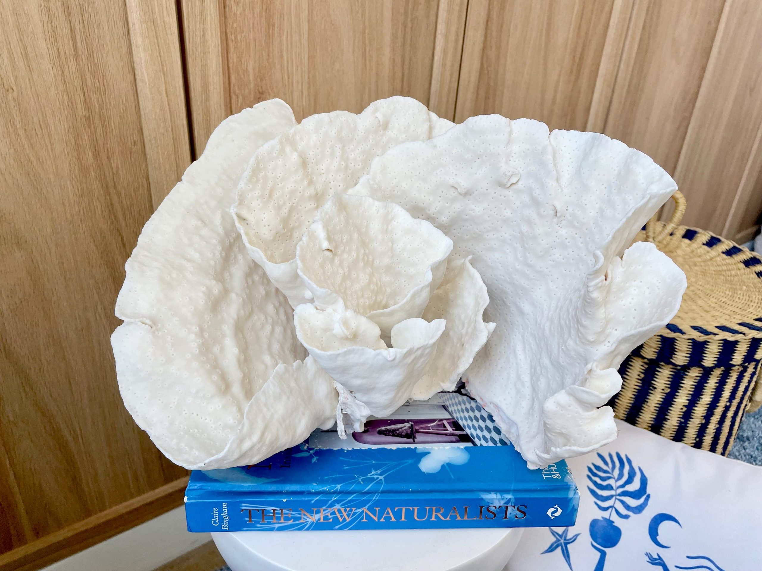 Natural Spiral Cup Coral Fossil: 13.25" x 11" x 8.75" Coastal Beach House White Décor - Image 13