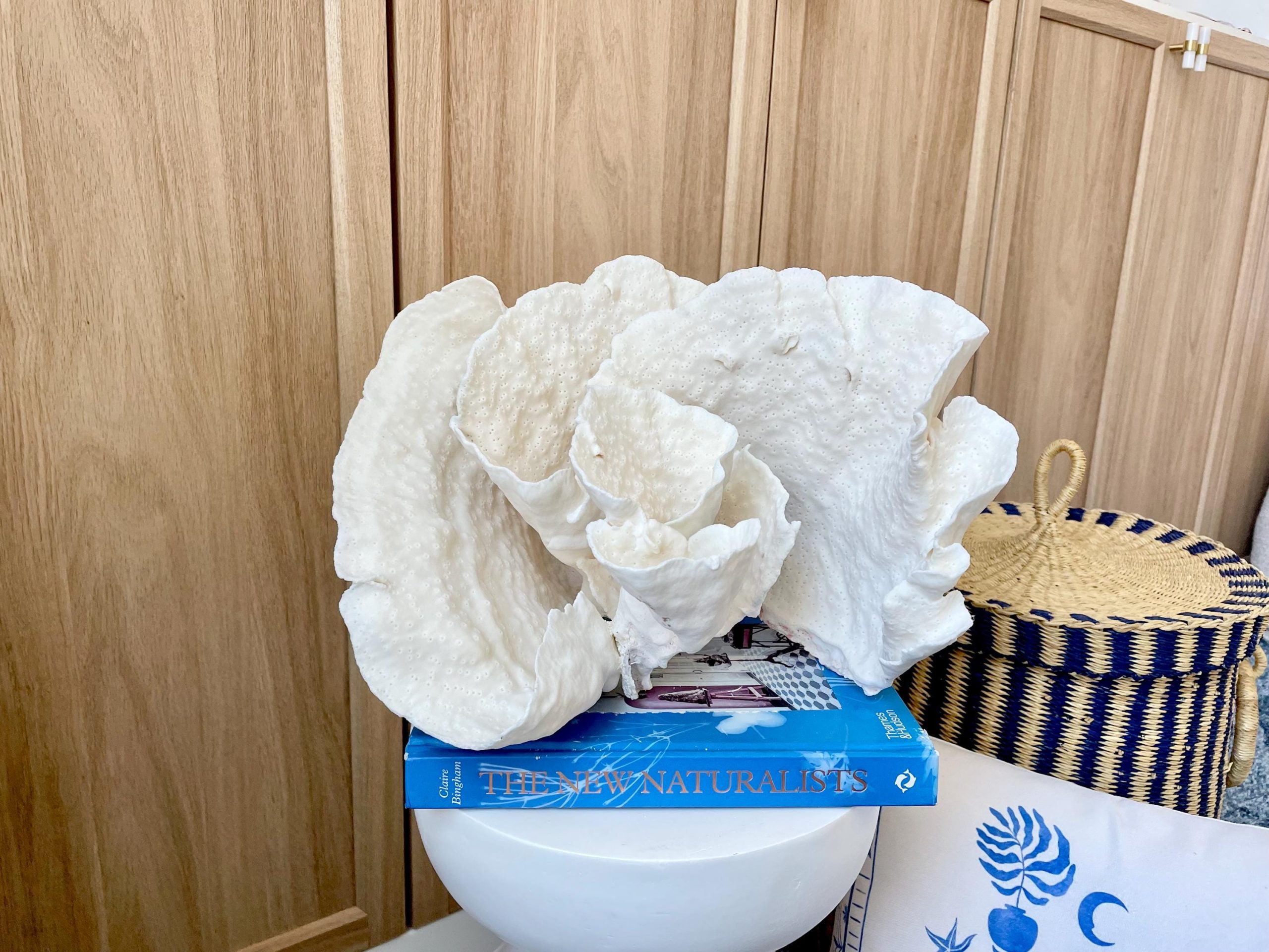 Natural Spiral Cup Coral Fossil: 13.25" x 11" x 8.75" Coastal Beach House White Décor - Image 14