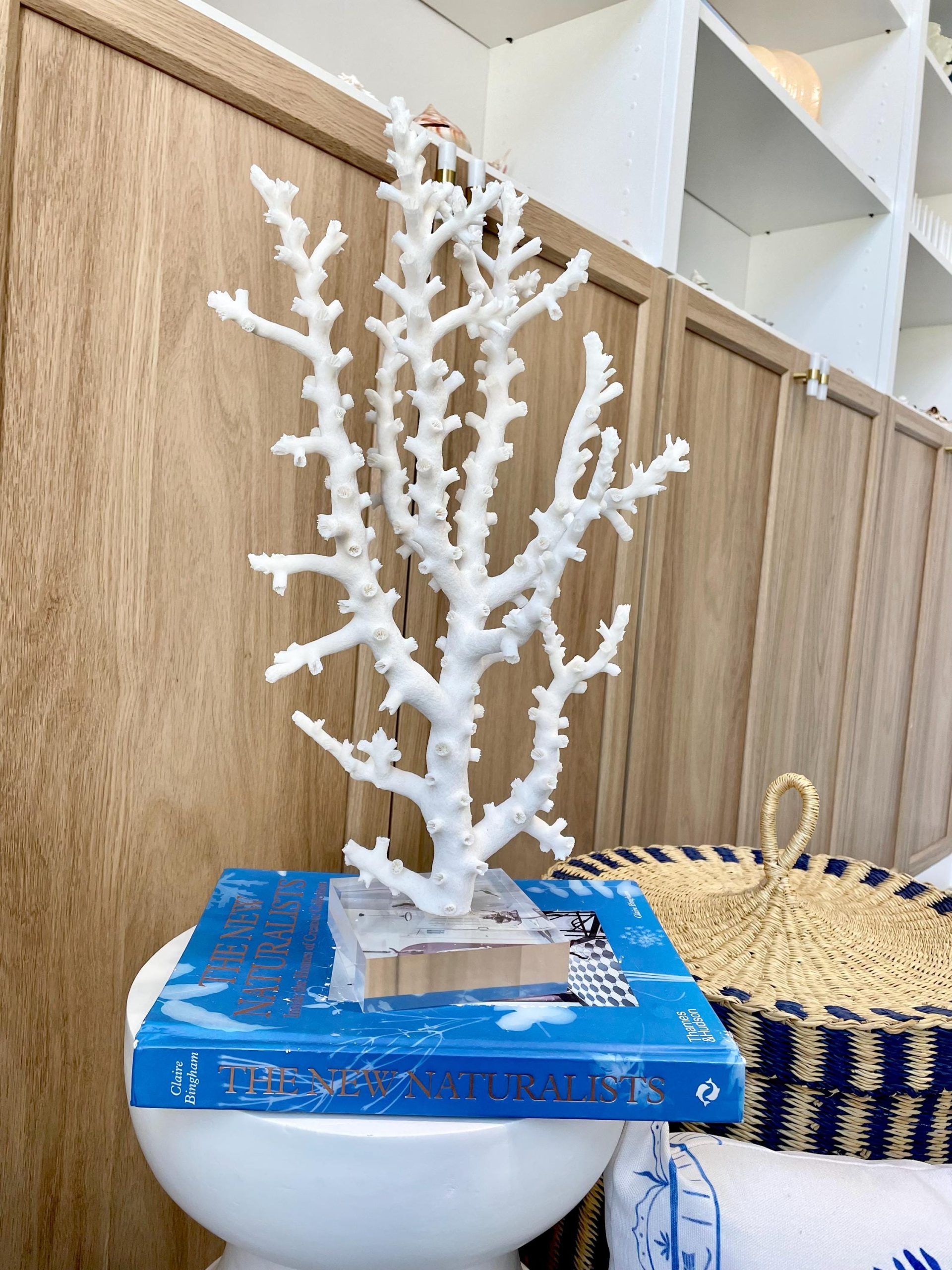 Mounted Octopus Coral Natural Fossil: 16"x9.5"x7" Coastal Beach Home Décor - Image 2