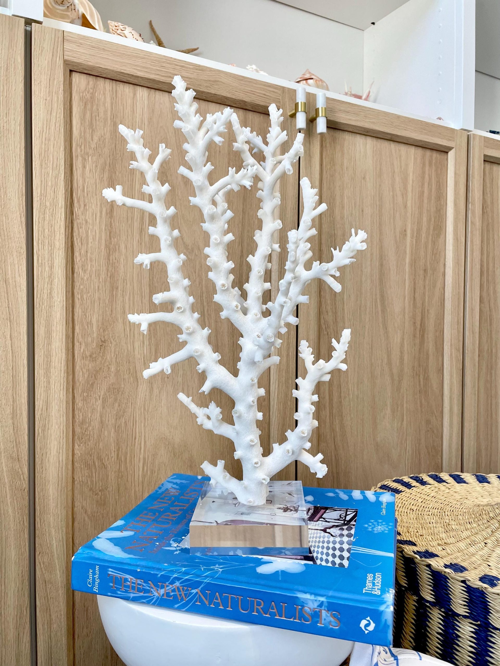 Mounted Octopus Coral Natural Fossil: 16"x9.5"x7" Coastal Beach Home Décor - Image 4