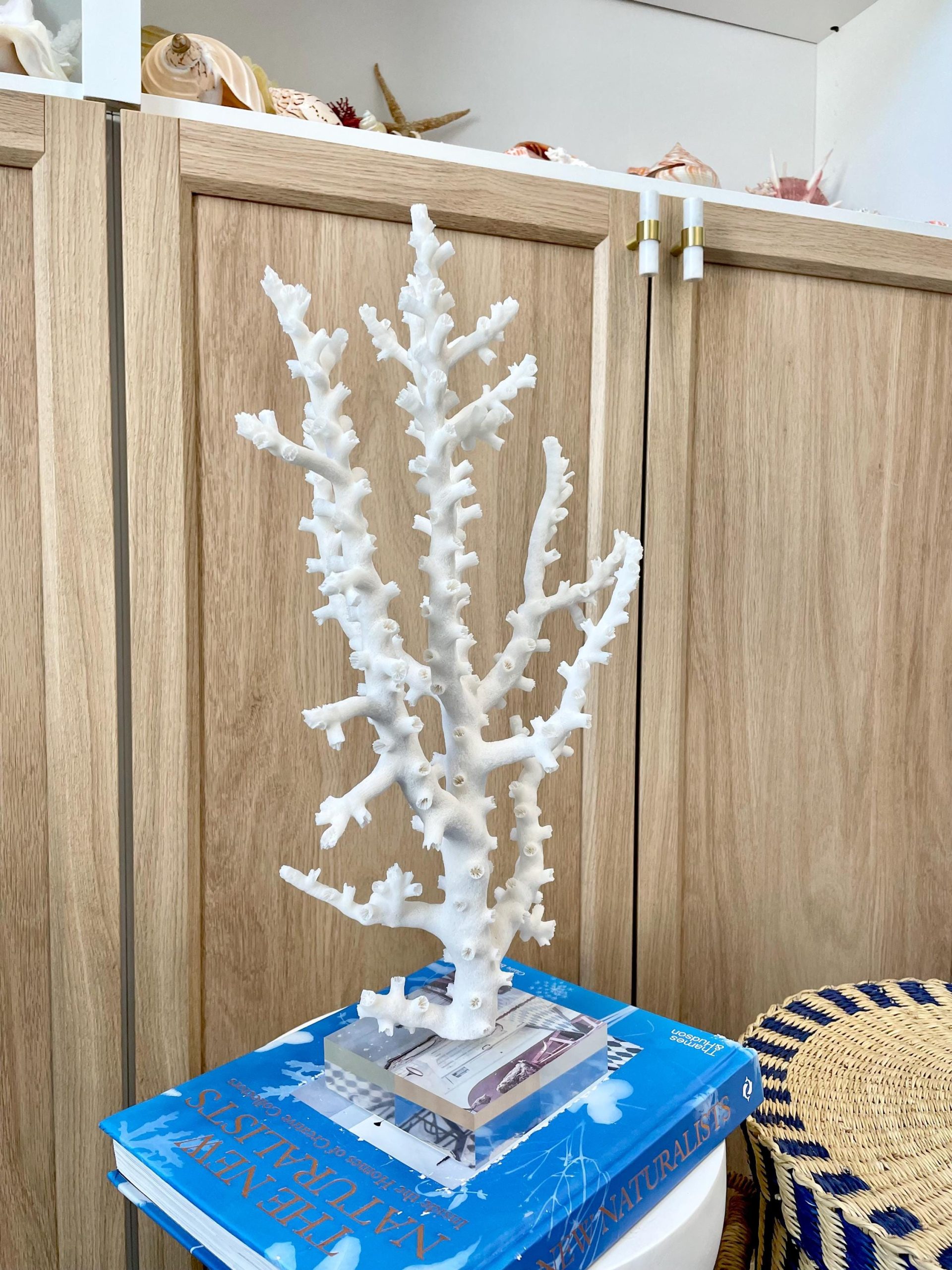 Mounted Octopus Coral Natural Fossil: 16"x9.5"x7" Coastal Beach Home Décor - Image 7