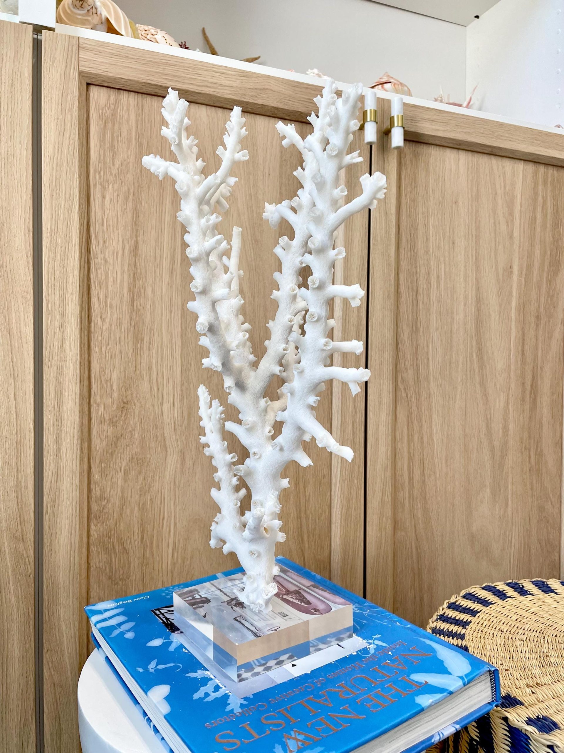 Mounted Octopus Coral Natural Fossil: 16"x9.5"x7" Coastal Beach Home Décor - Image 8