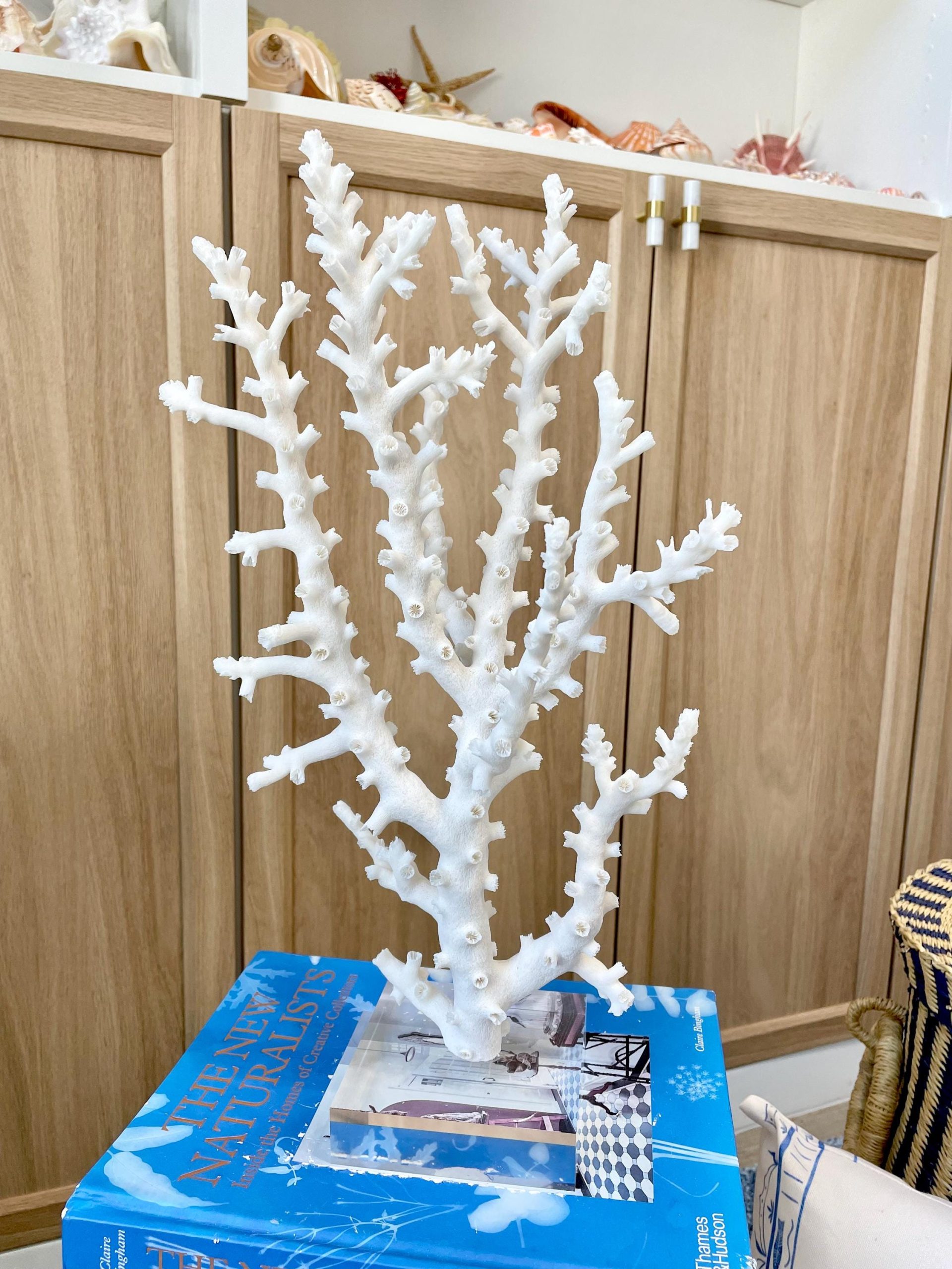 Mounted Octopus Coral Natural Fossil: 16"x9.5"x7" Coastal Beach Home Décor - Image 11