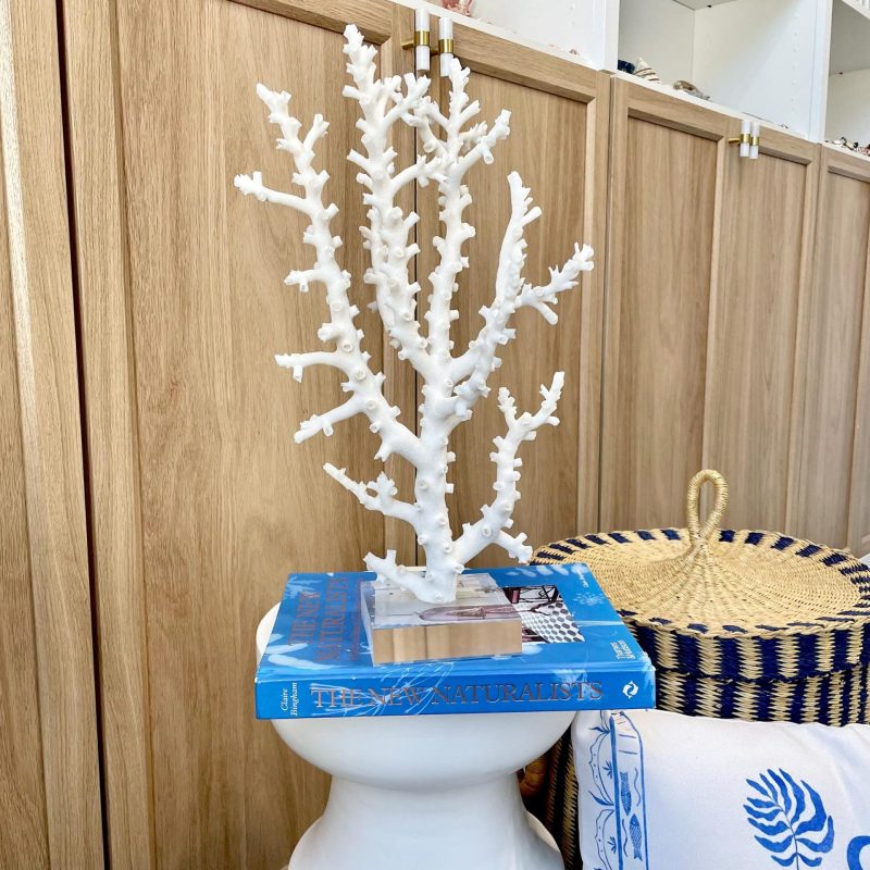 Mounted Octopus Coral Natural Fossil: 16"x9.5"x7" Coastal Beach Home Décor