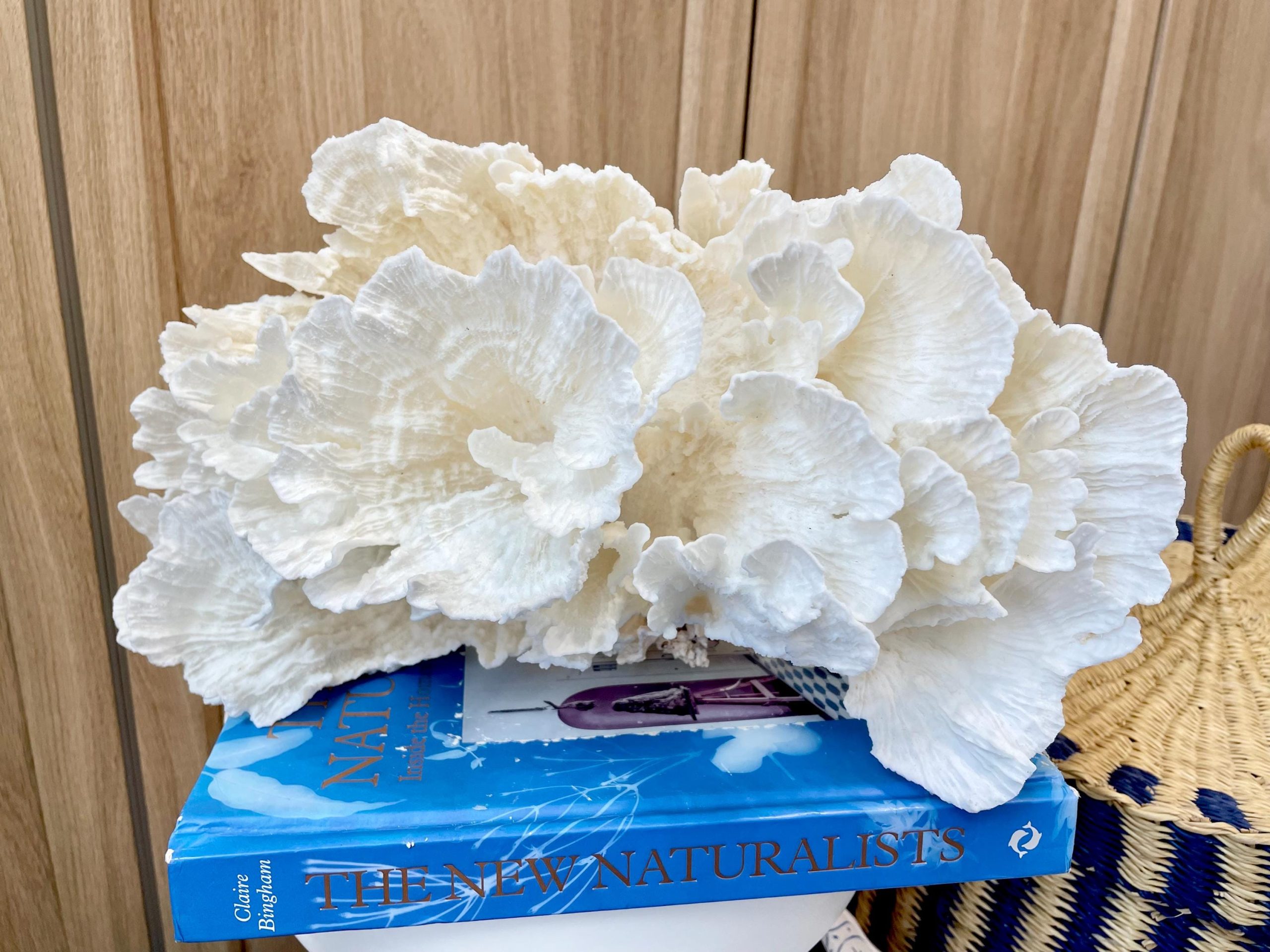 Natural Poca Coral Fossil: 12.25" x 7.5" x 6.5" Coastal Beach House White Décor - Image 3