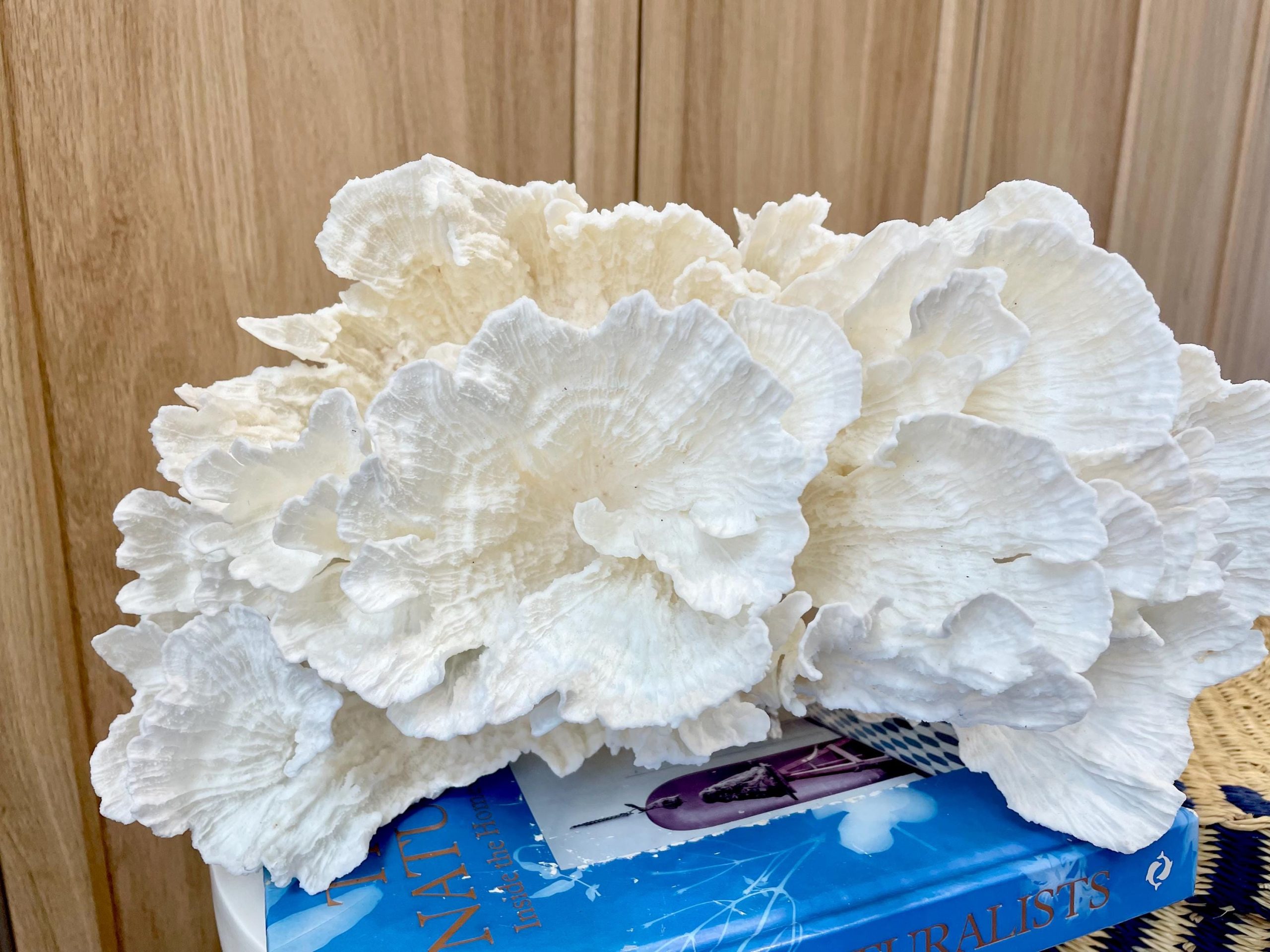 Natural Poca Coral Fossil: 12.25" x 7.5" x 6.5" Coastal Beach House White Décor - Image 4