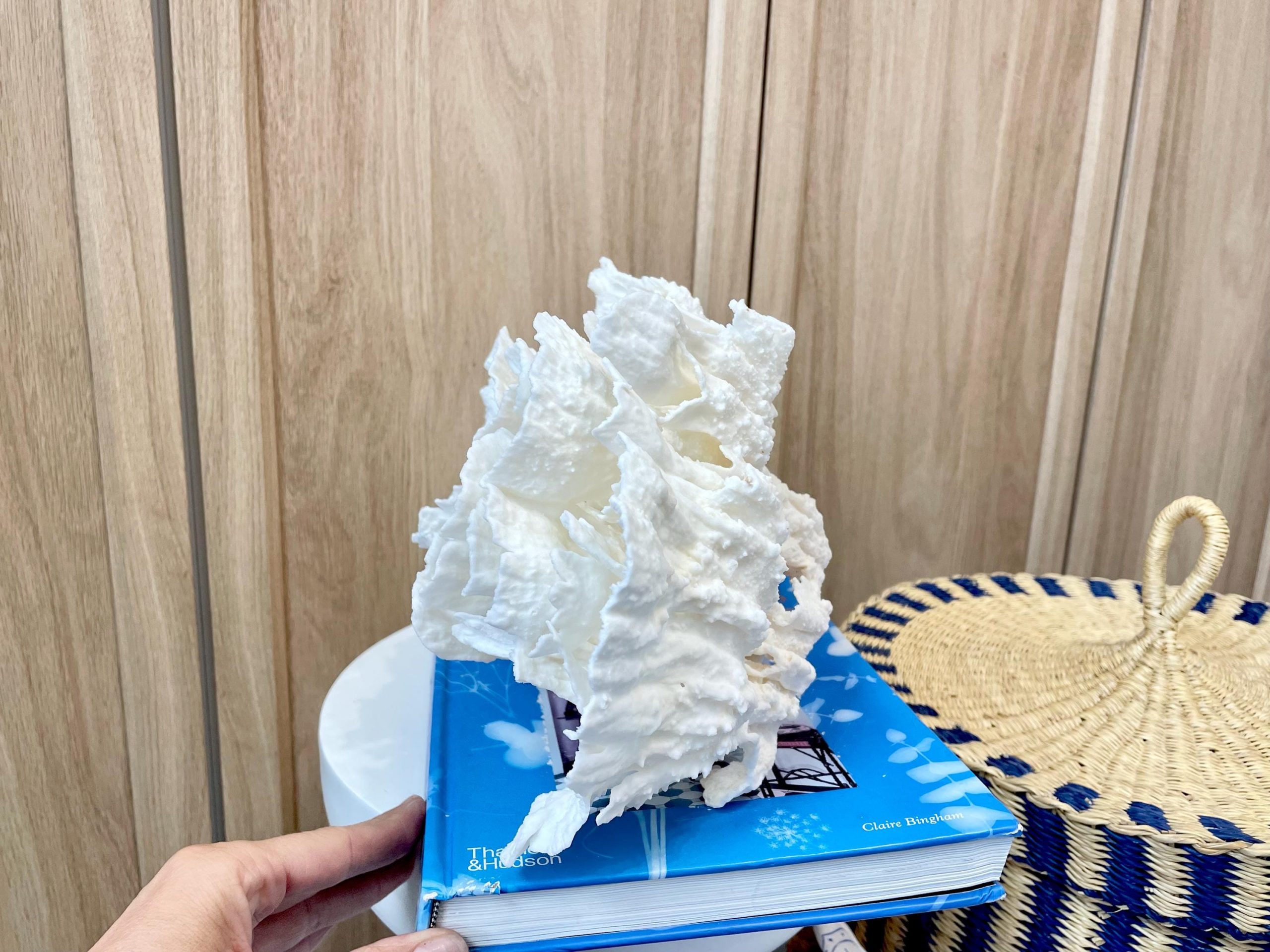 Natural Poca Coral Fossil: 12.25" x 7.5" x 6.5" Coastal Beach House White Décor - Image 10