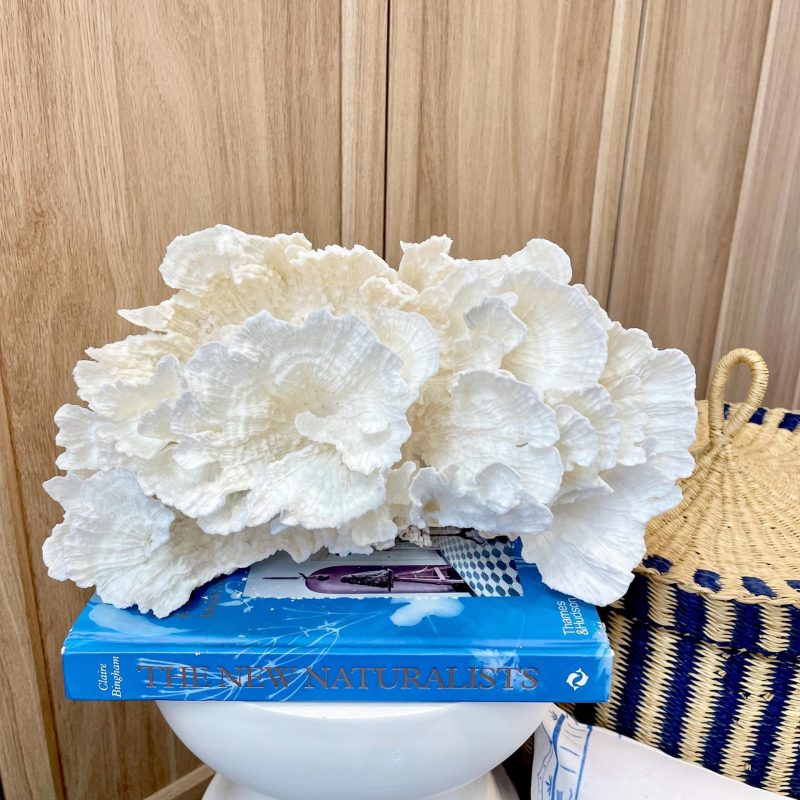 Natural Poca Coral Fossil: 12.25" x 7.5" x 6.5" Coastal Beach House White Décor
