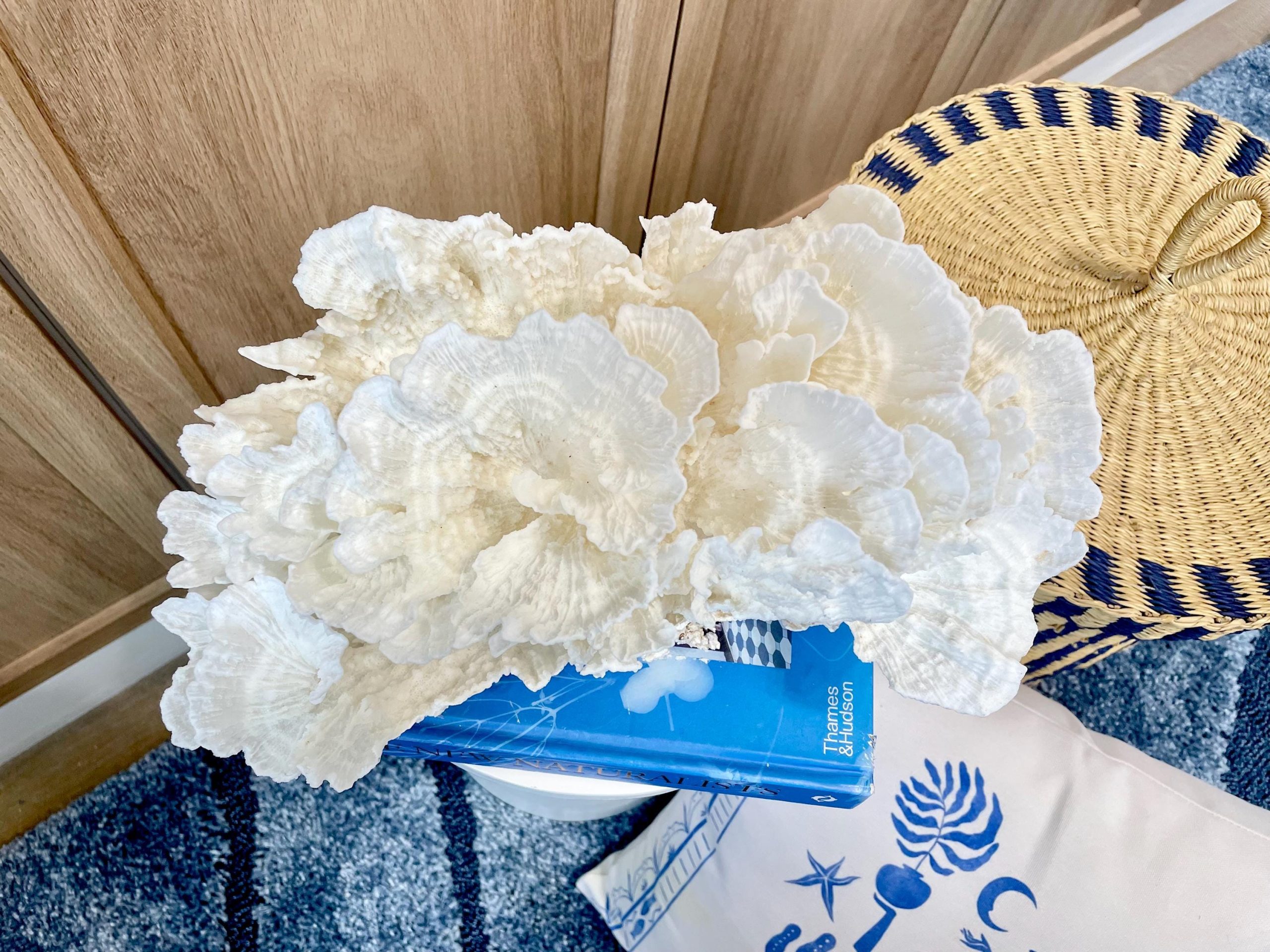 Natural Poca Coral Fossil: 12.25" x 7.5" x 6.5" Coastal Beach House White Décor - Image 12