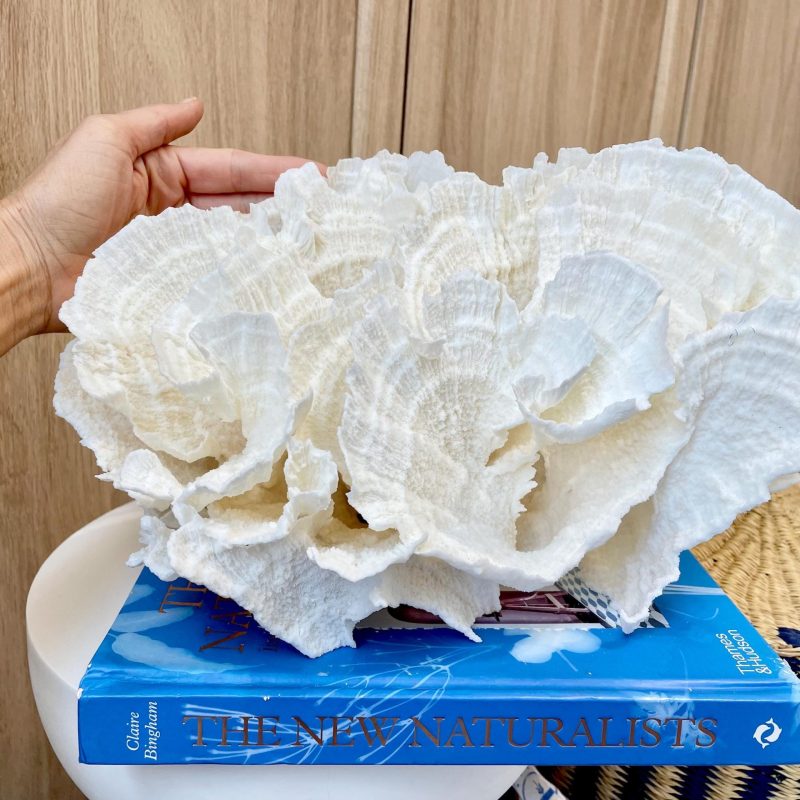 Natural Poca Coral Fossil: 12.5" x 7.5" x 8.75" Coastal Beach House White Décor
