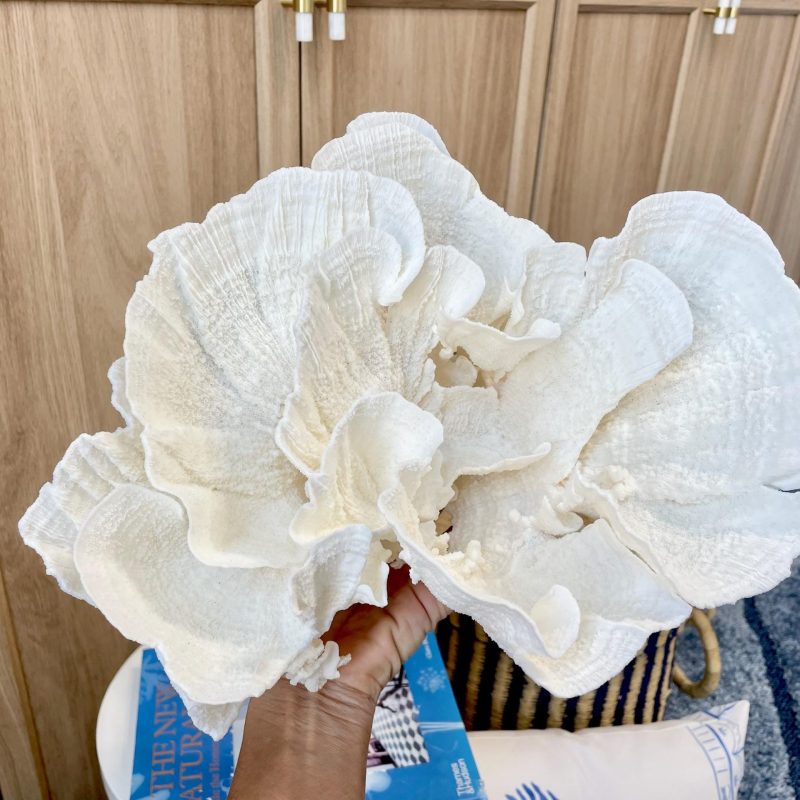 Natural Poca Coral Fossil: 12.25" x 7" x 10.75" Coastal Beach House White Décor