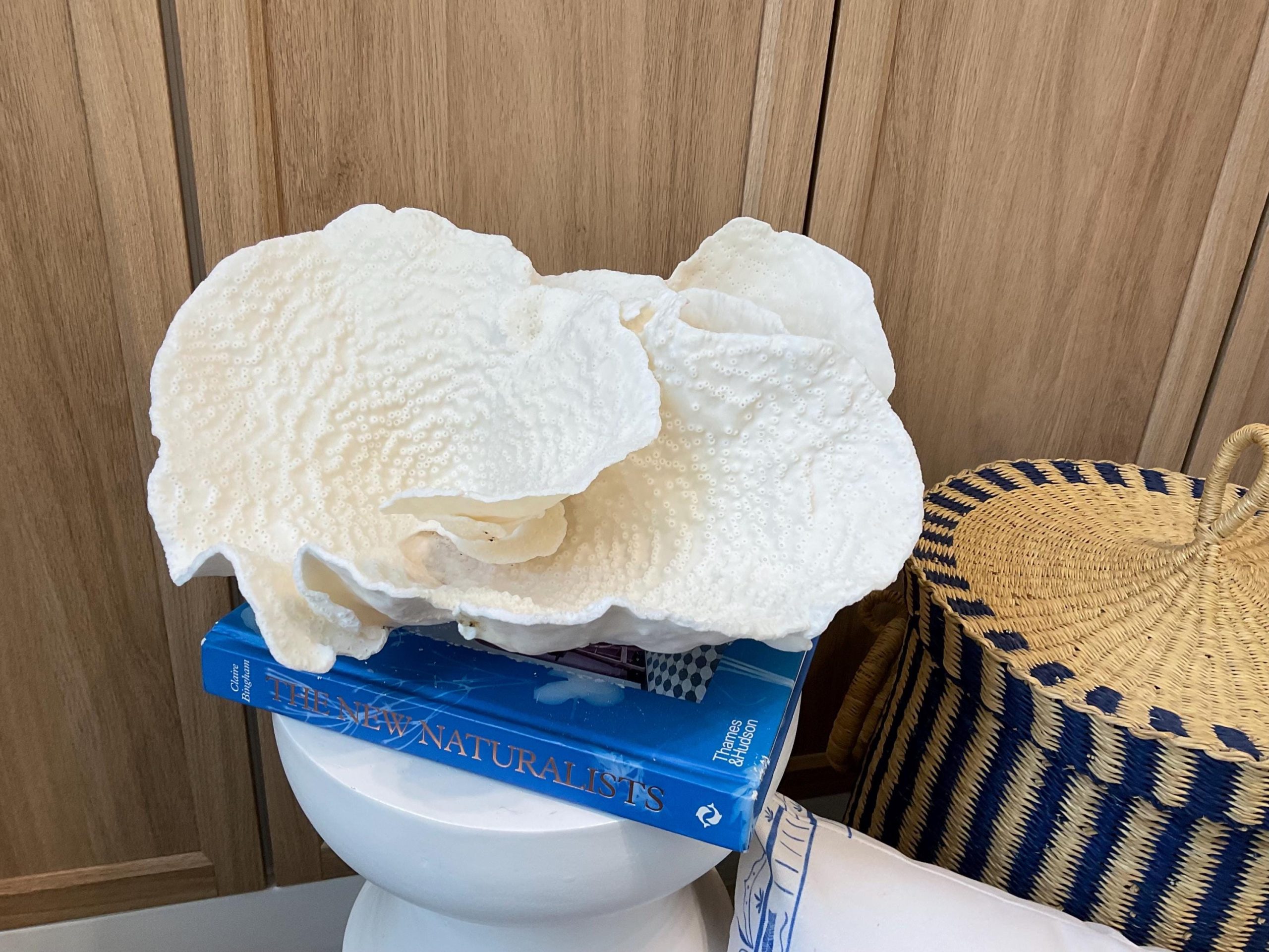 Rare Natural Spiral Cup Coral Fossil: 13.5" x 10.5" x 6.5" Coastal Beach House White Décor - Image 4