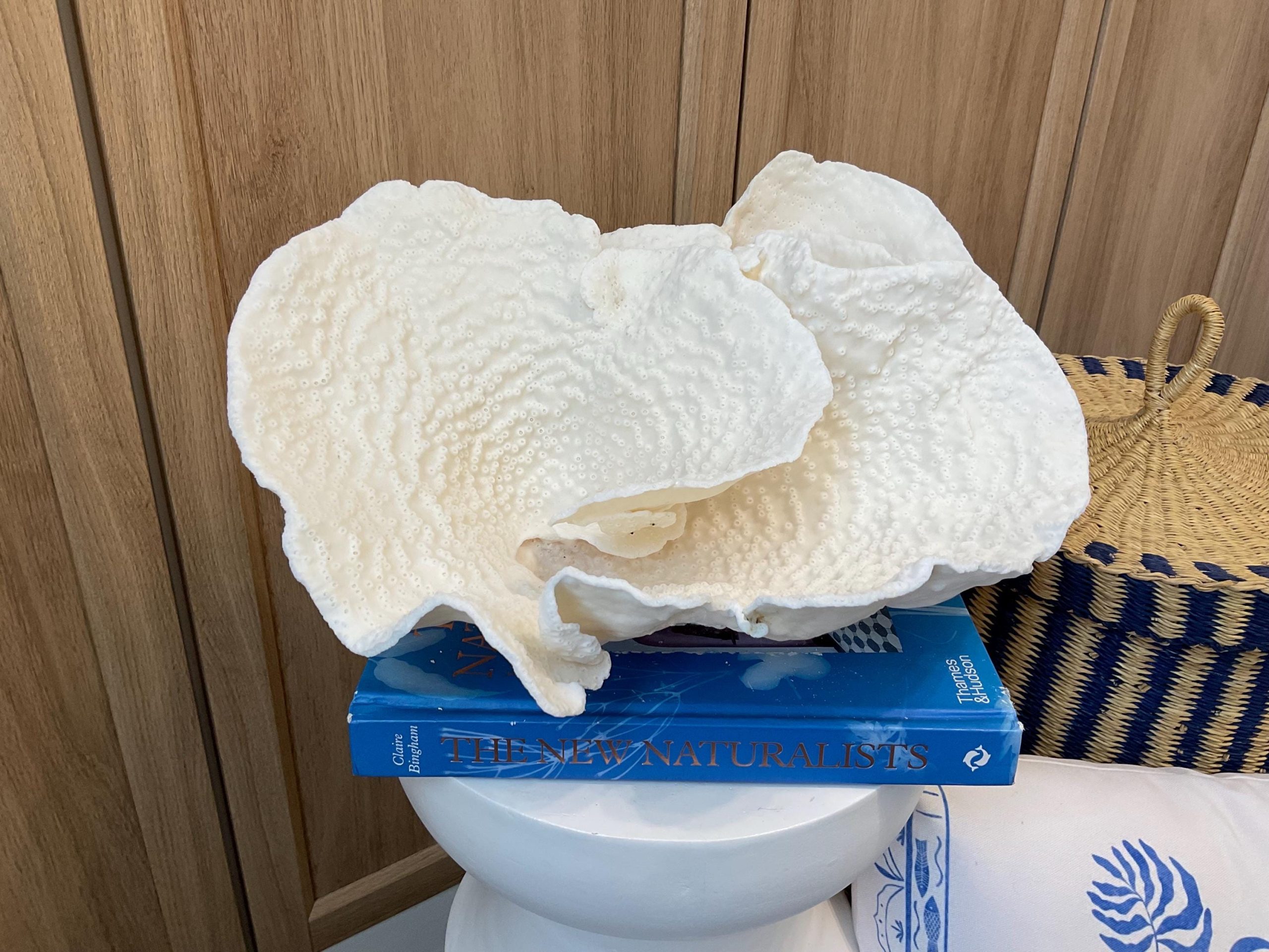 Rare Natural Spiral Cup Coral Fossil: 13.5" x 10.5" x 6.5" Coastal Beach House White Décor - Image 3