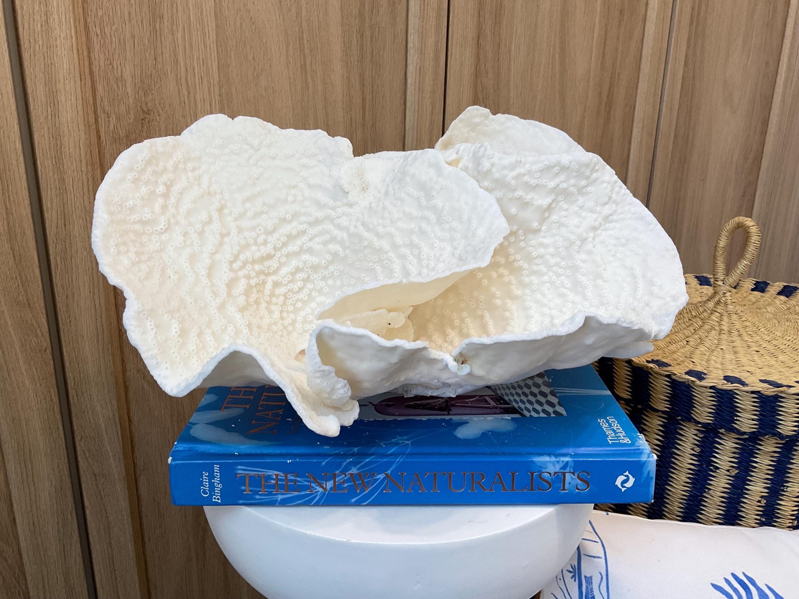 Rare Natural Spiral Cup Coral Fossil: 13.5" x 10.5" x 6.5" Coastal Beach House White Décor - Image 6