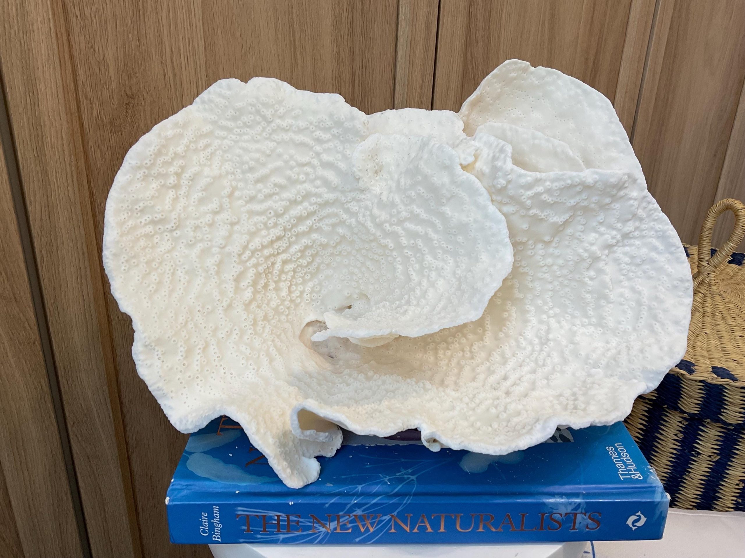 Rare Natural Spiral Cup Coral Fossil: 13.5" x 10.5" x 6.5" Coastal Beach House White Décor - Image 8