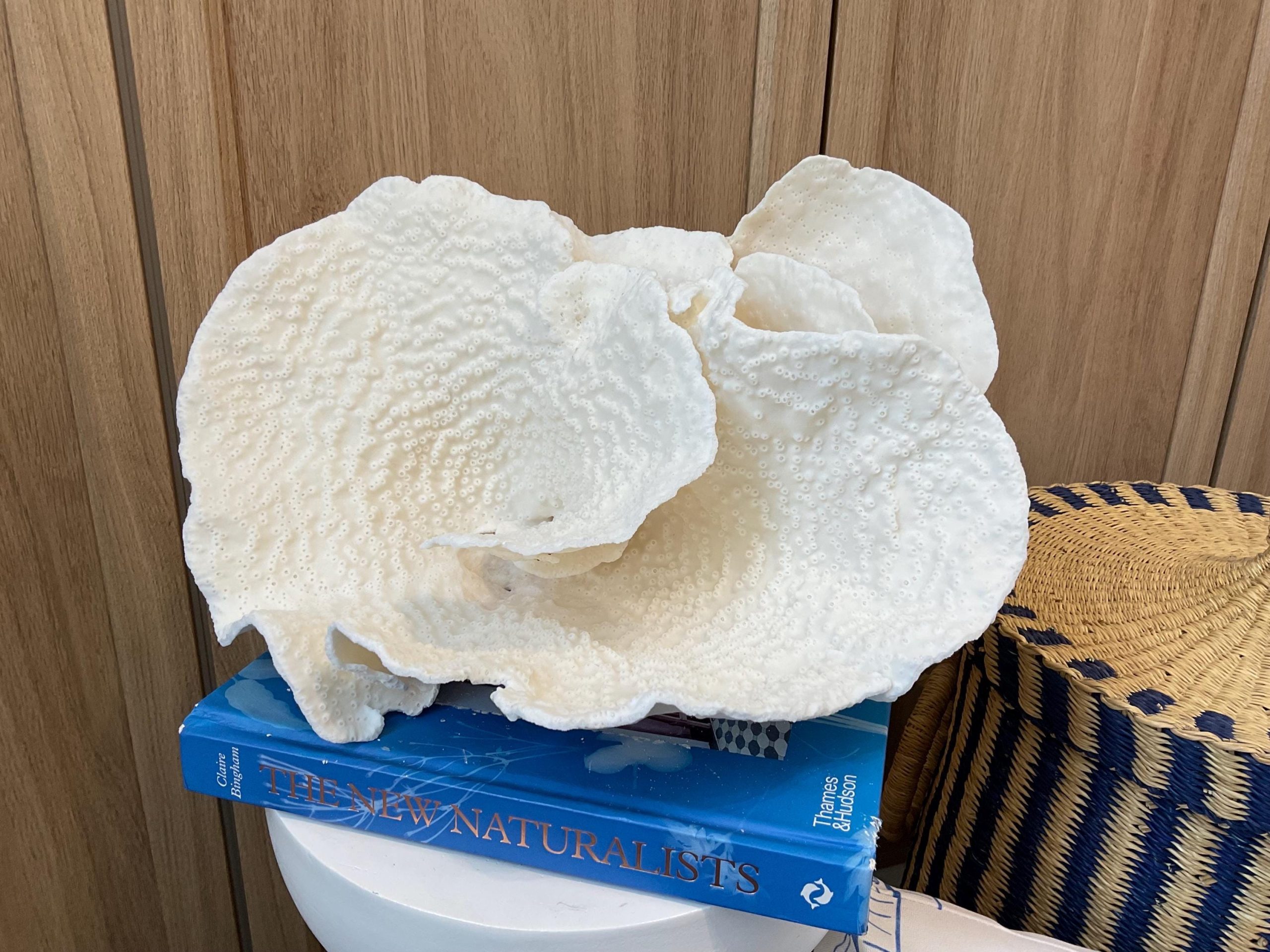 Rare Natural Spiral Cup Coral Fossil: 13.5" x 10.5" x 6.5" Coastal Beach House White Décor - Image 2