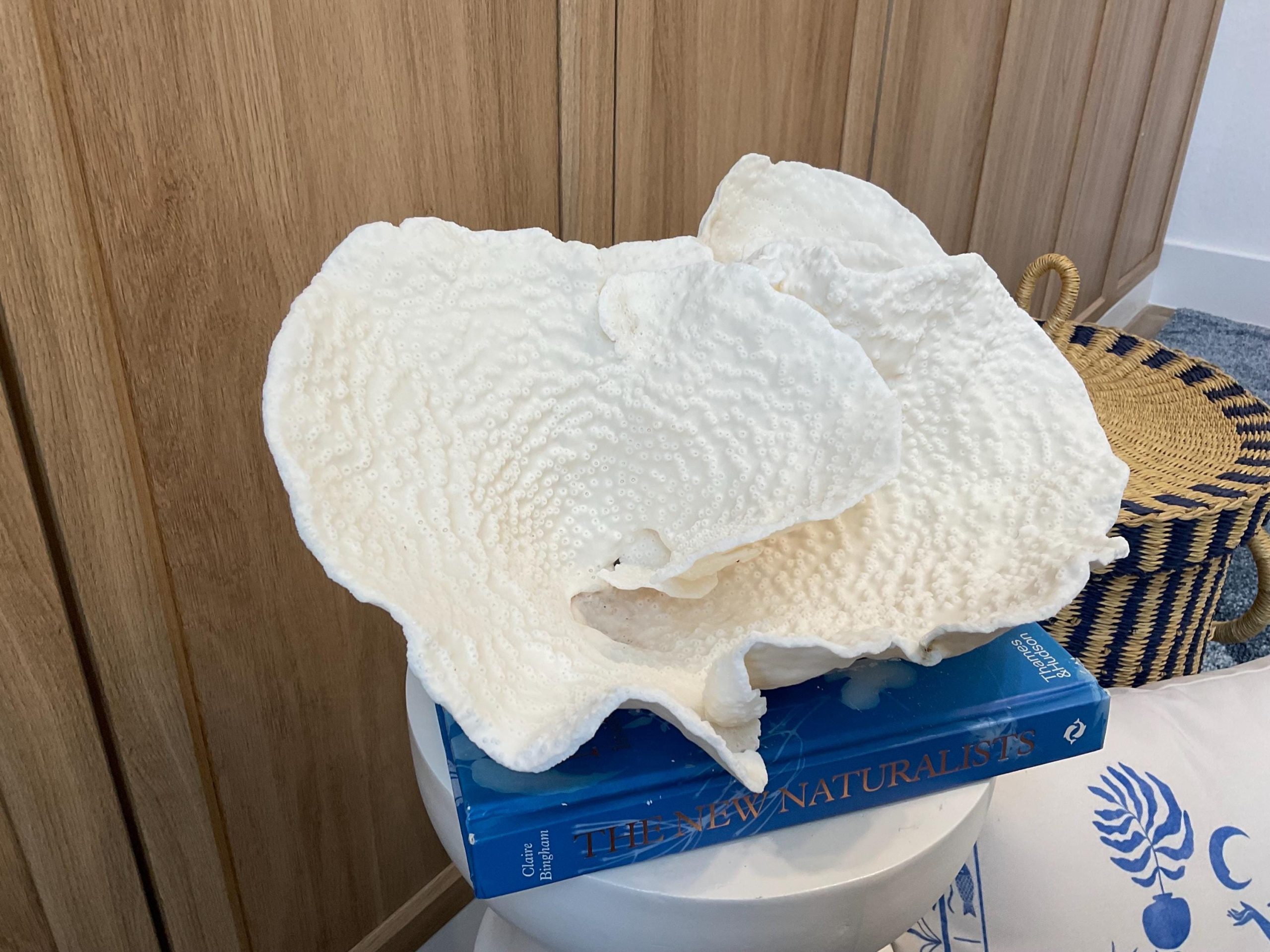 Rare Natural Spiral Cup Coral Fossil: 13.5" x 10.5" x 6.5" Coastal Beach House White Décor - Image 9