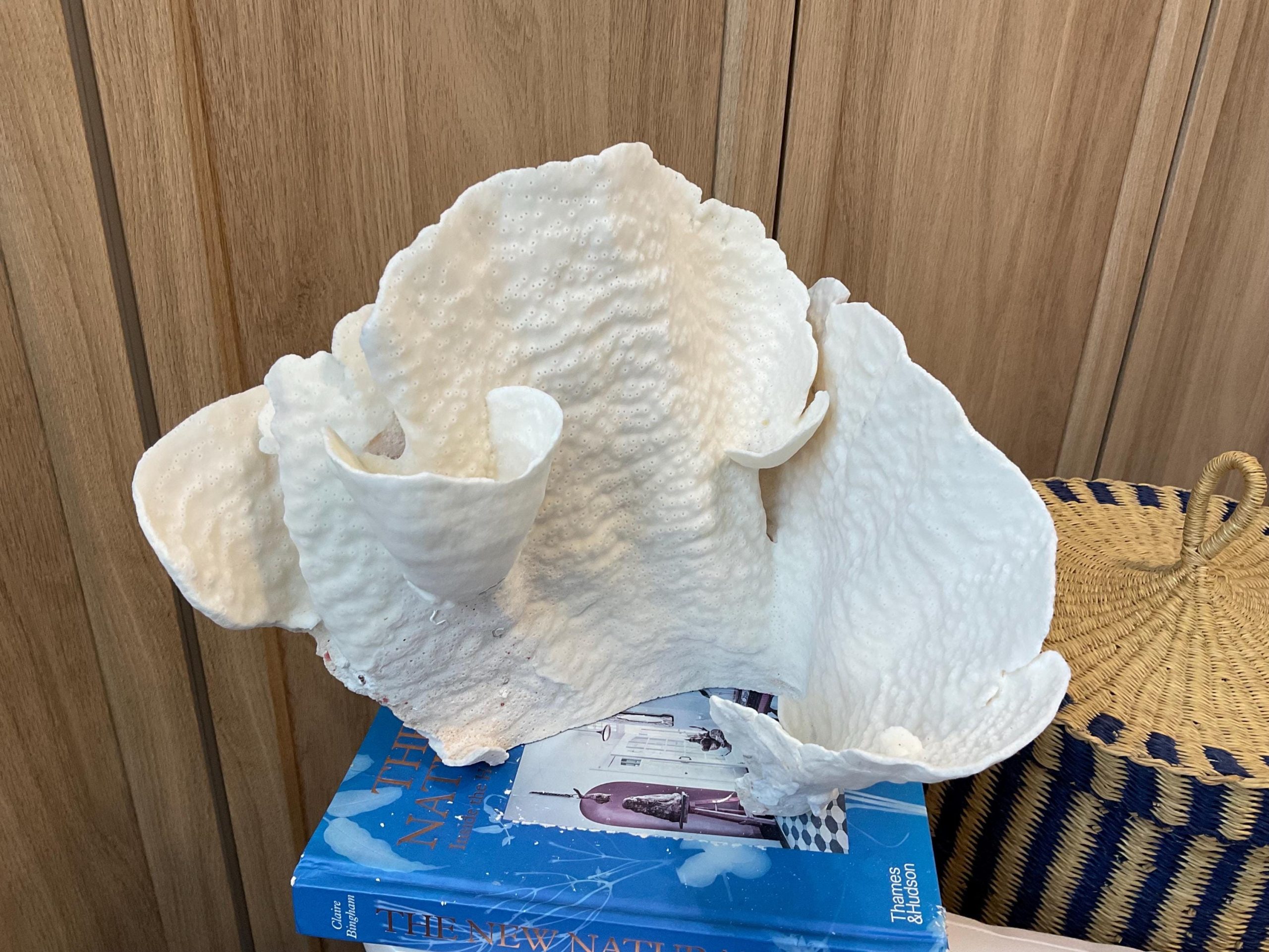 Natural Spiral Cup Coral Fossil: 12.5" x 10" x 11" Coastal Beach House White Décor - Image 2