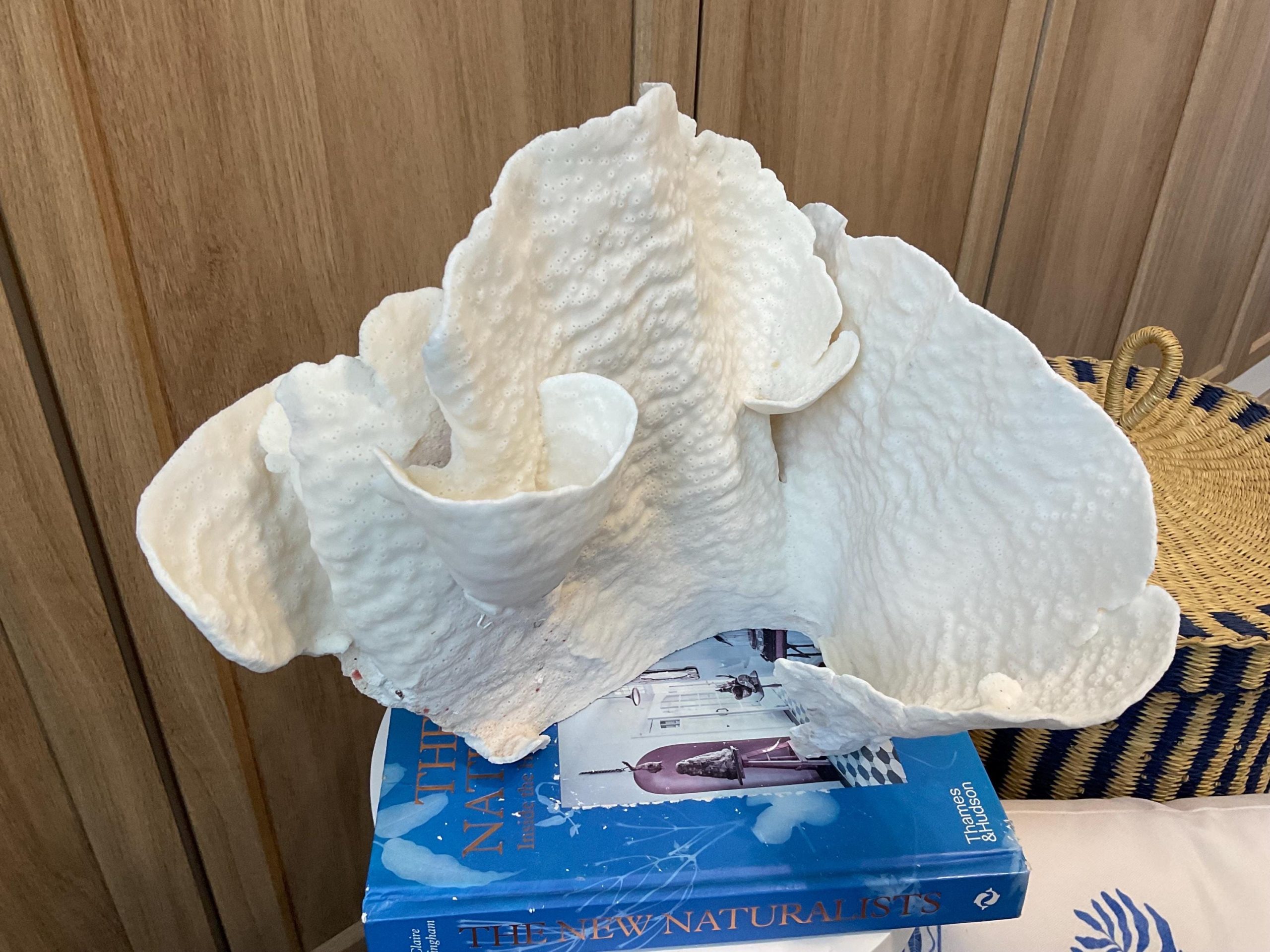 Natural Spiral Cup Coral Fossil: 12.5" x 10" x 11" Coastal Beach House White Décor - Image 3