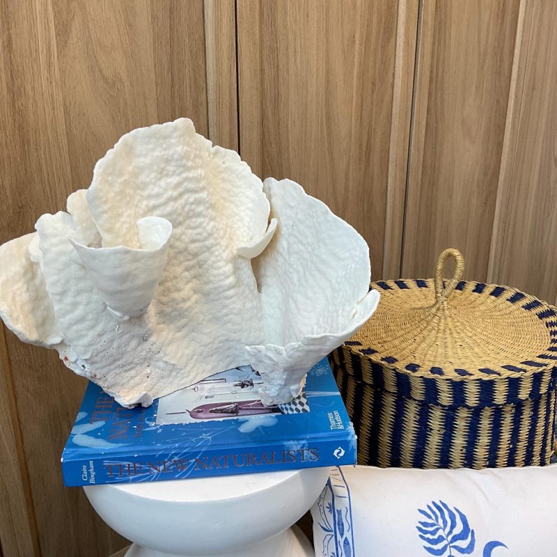 Natural Spiral Cup Coral Fossil: 12.5" x 10" x 11" Coastal Beach House White Décor