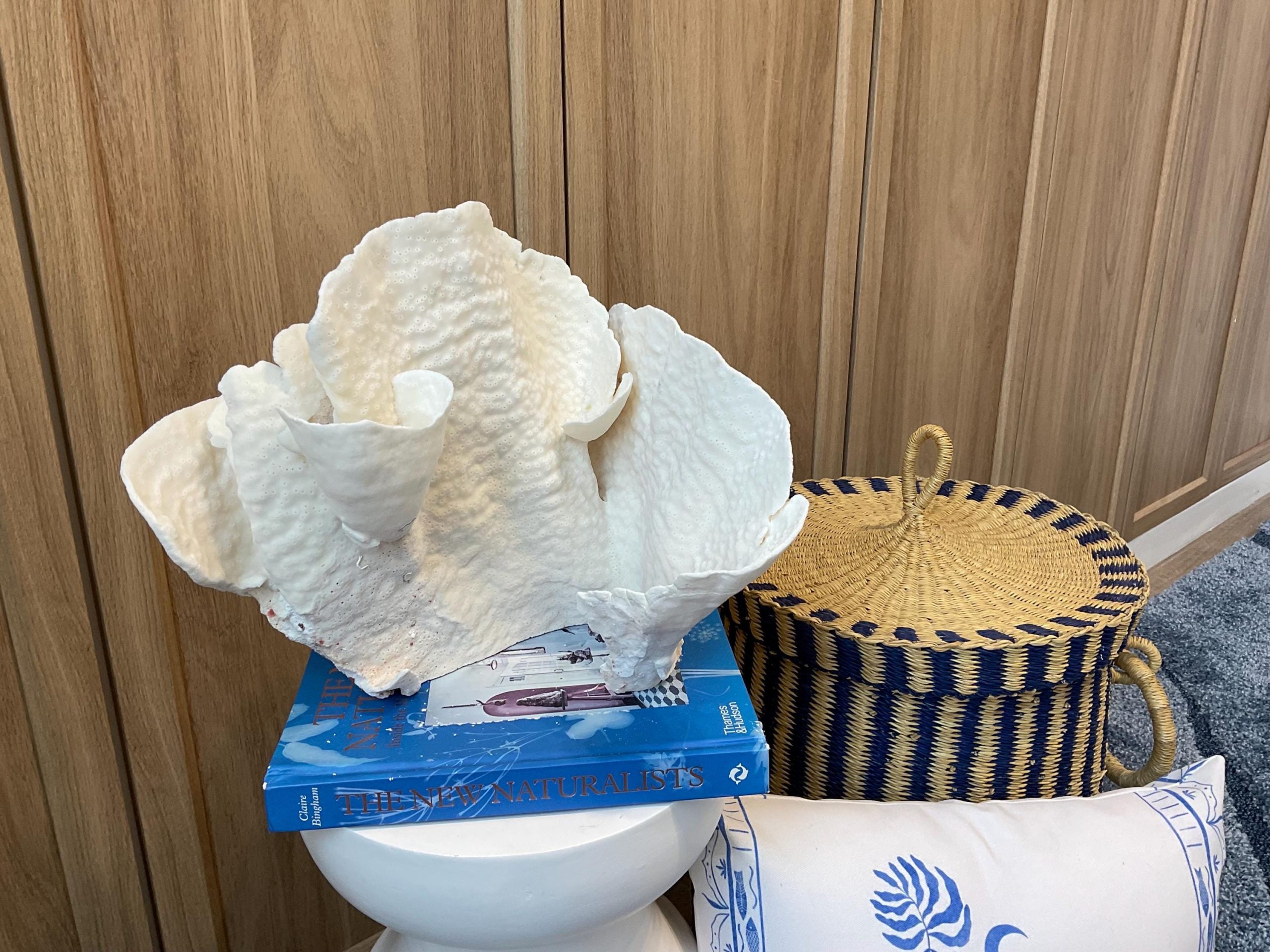 Natural Spiral Cup Coral Fossil: 12.5" x 10" x 11" Coastal Beach House White Décor